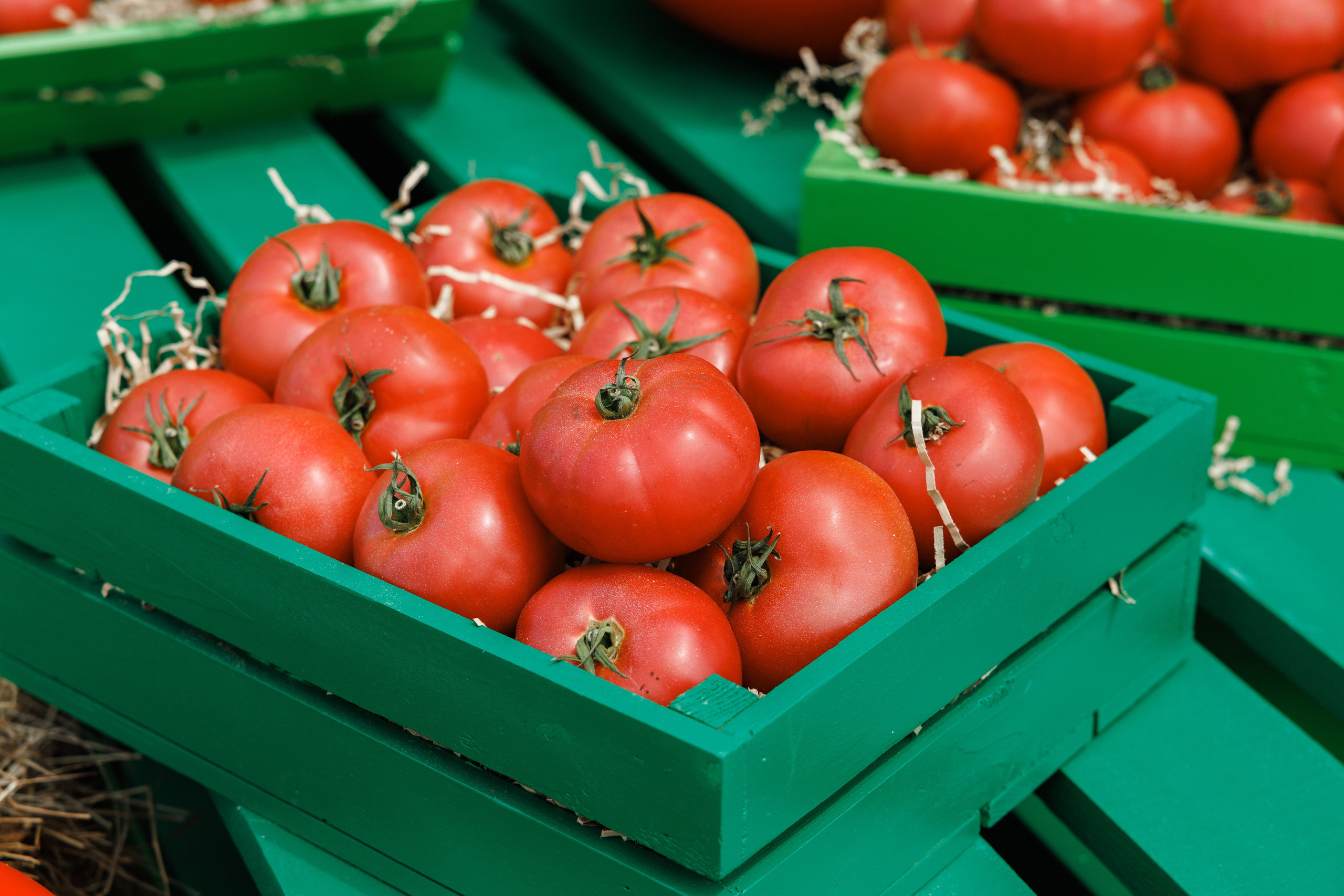 День Поля 2024 Мин-Воды ЭКСПО. Фотограф Ставрополь Петр Голубенко