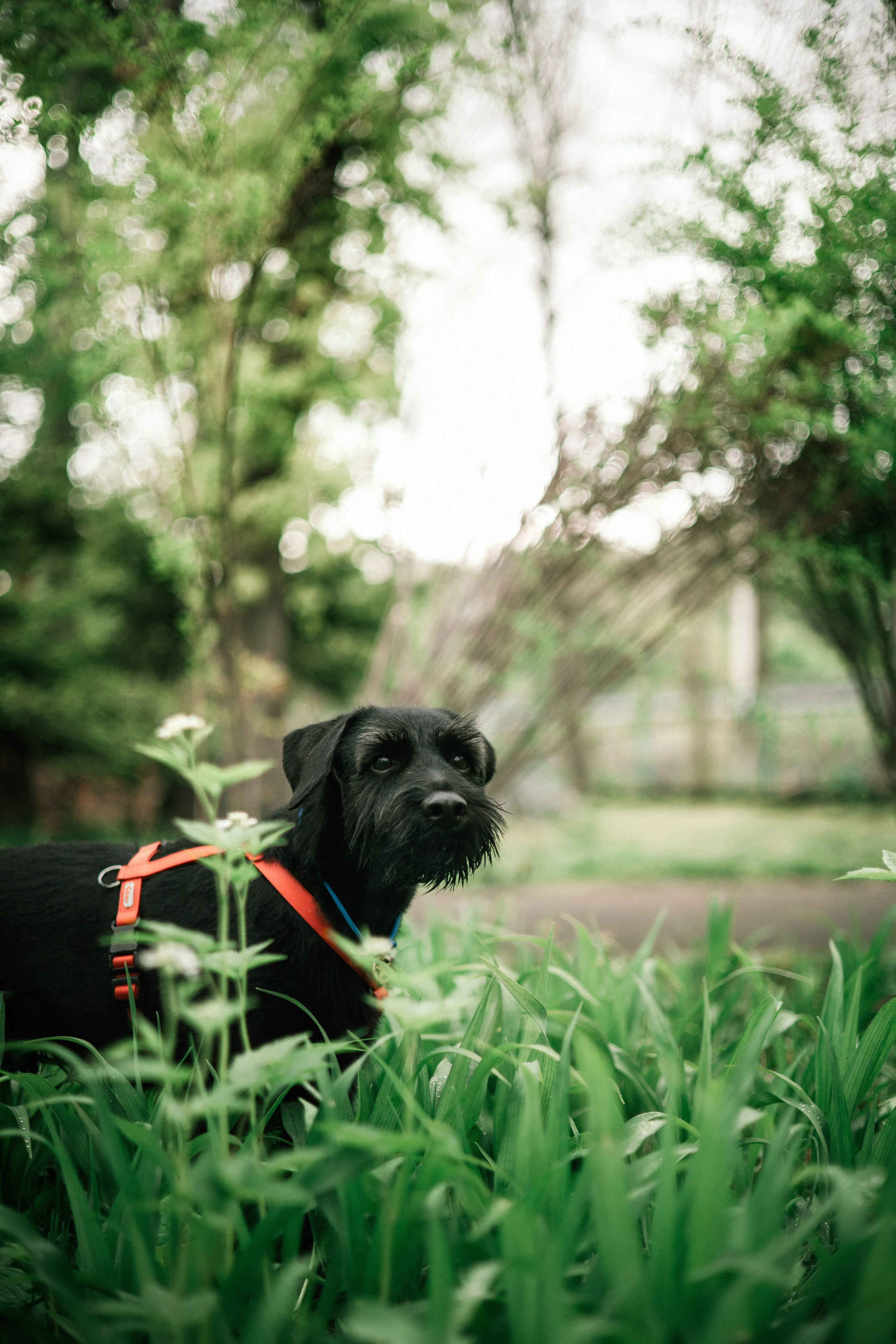Екатерина и Вольт. Фотограф — анималист Владивосток, Алина