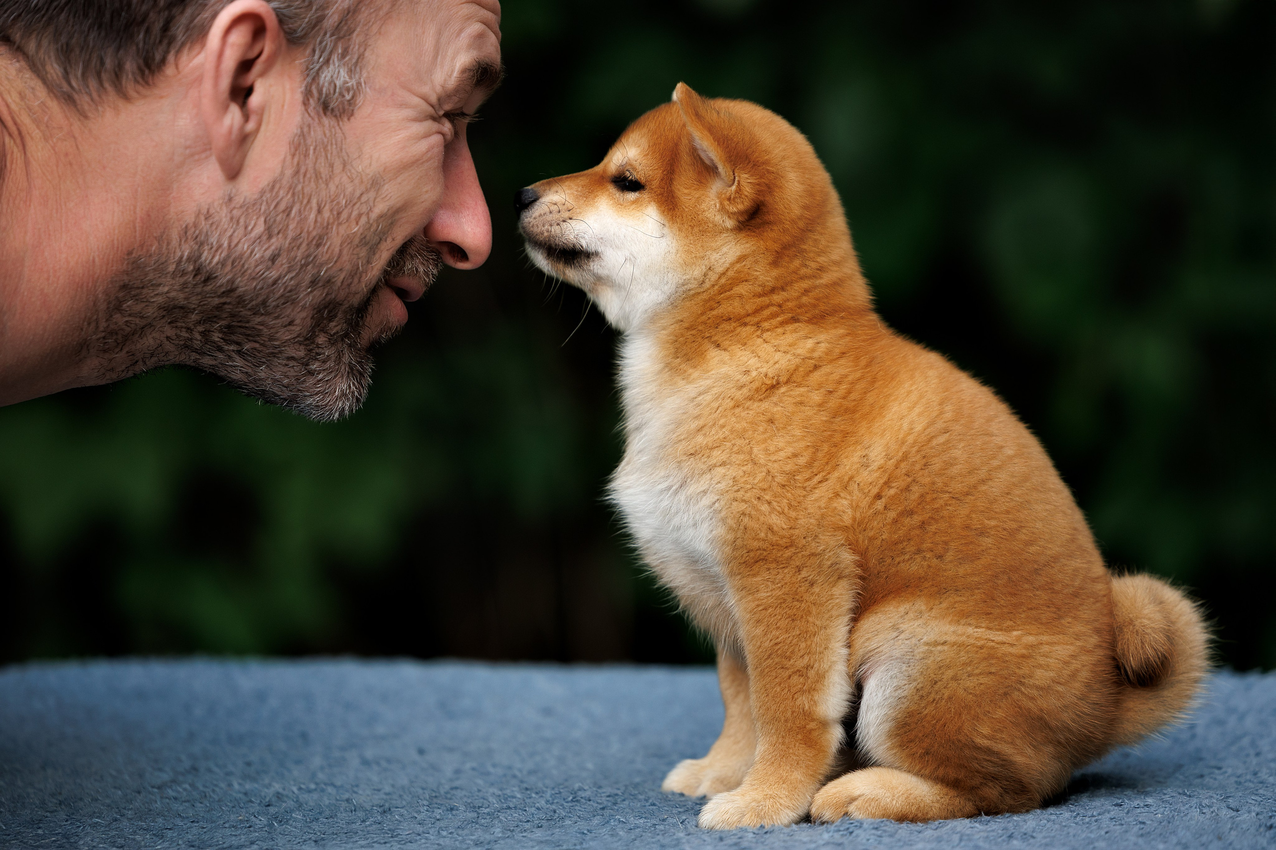 Портфолио: Фотосъёмка щенков в Москве и области — трогательные моменты. Фотограф-анималист и бренд-фотограф в Москве | Фотография собак, людей, бизнес-портрет