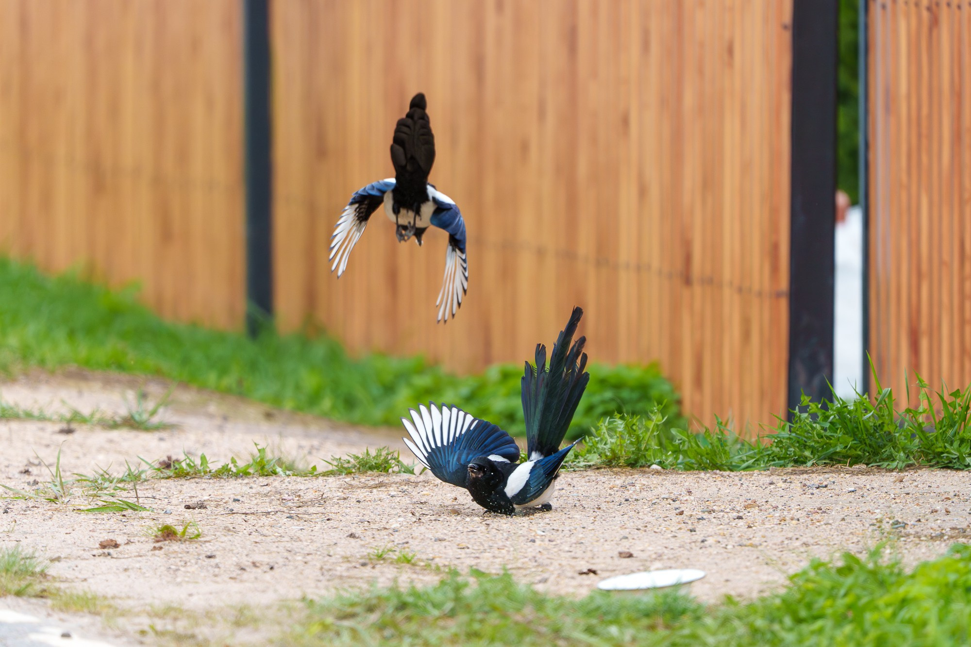 Удивительные мир птиц. Вокруг нас столько прекрасного — присмотритесь!. Ваш личный фотограф Марина Волкова