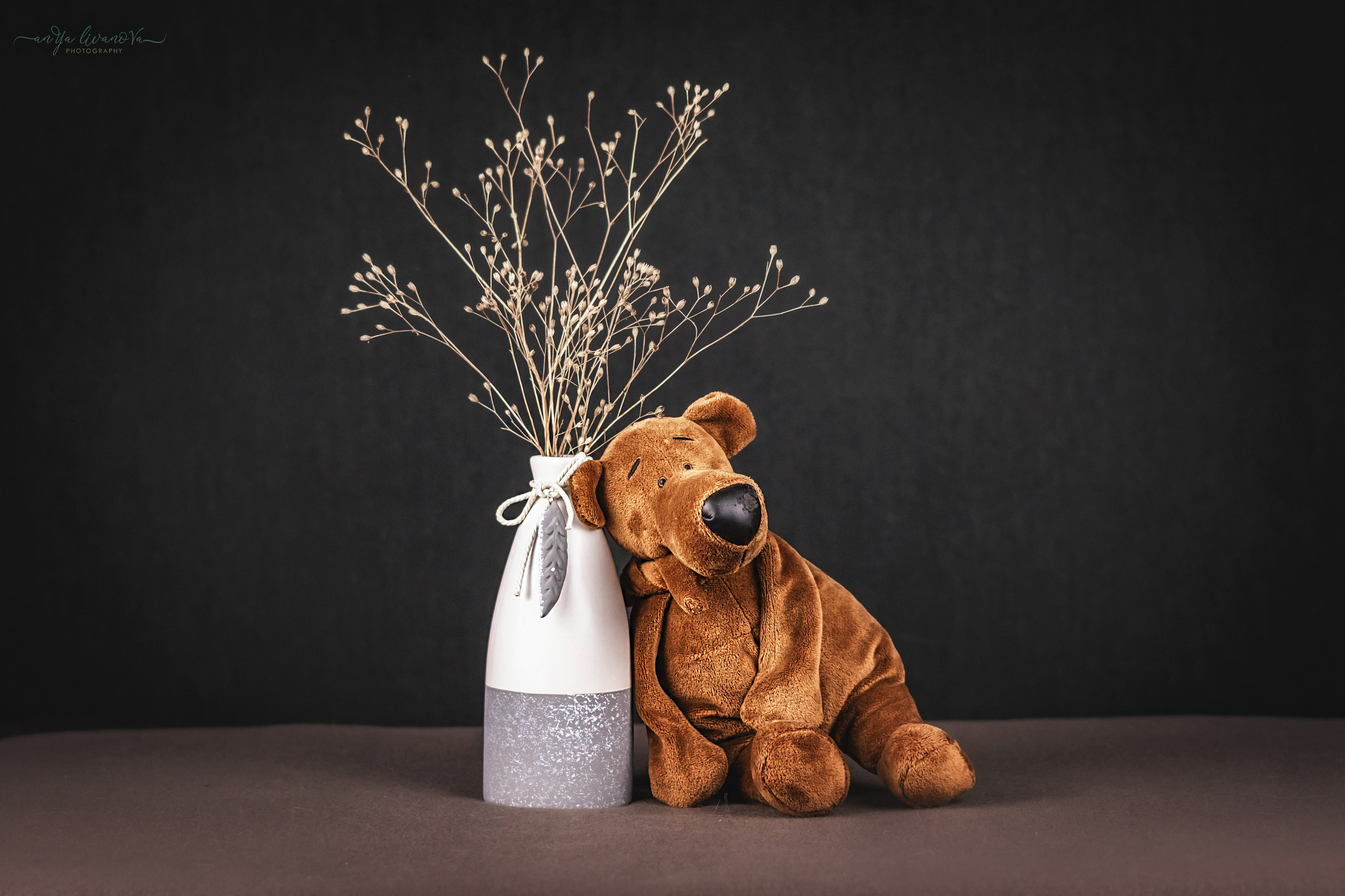 Серый фон. Фотограф анималист Аня Ливанова | Рыбинск