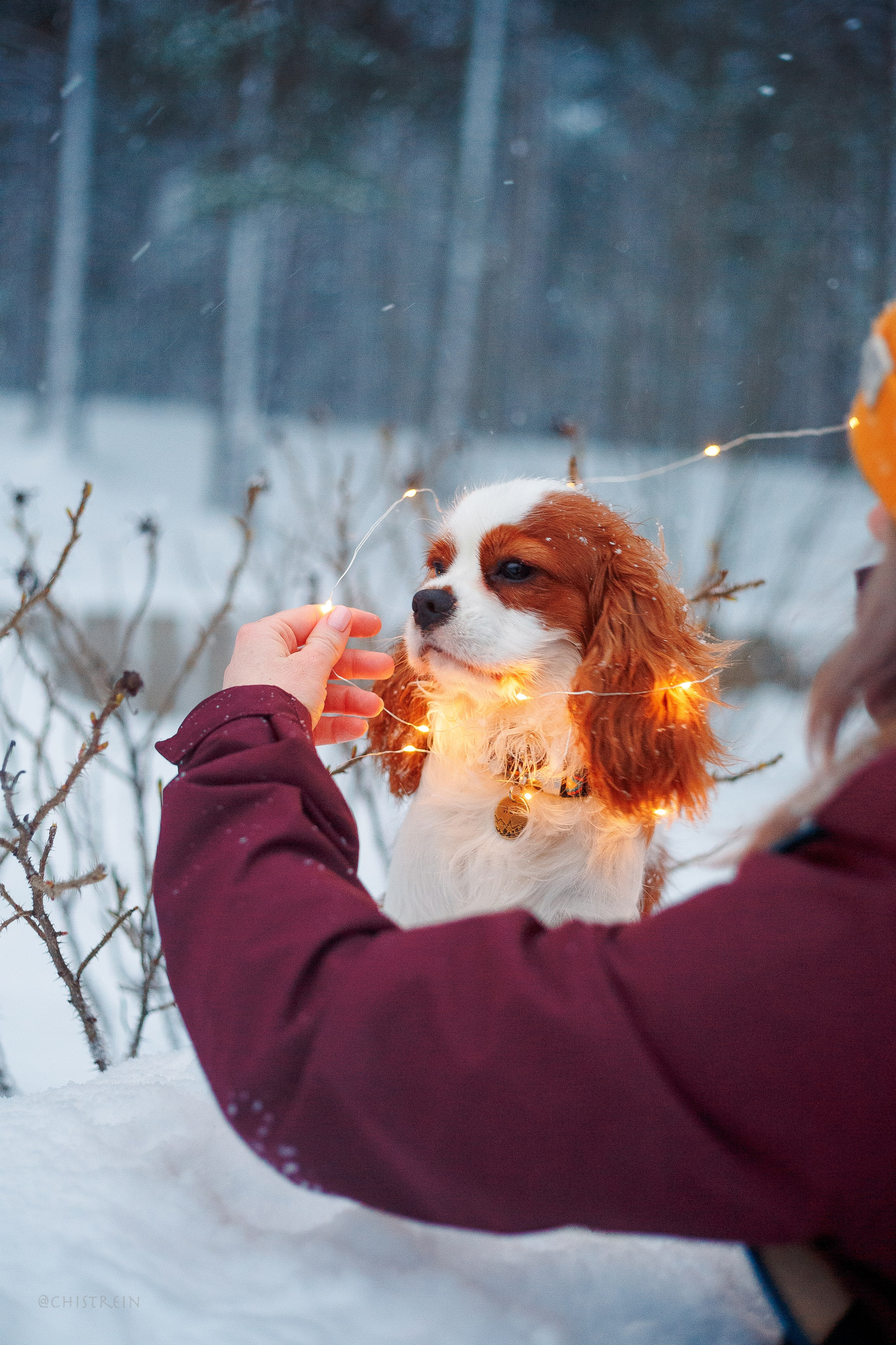 Внезапно апрельская зима. Фотограф-анималист Наталия Чистюхина в г. Сосновый Бор и ЛО