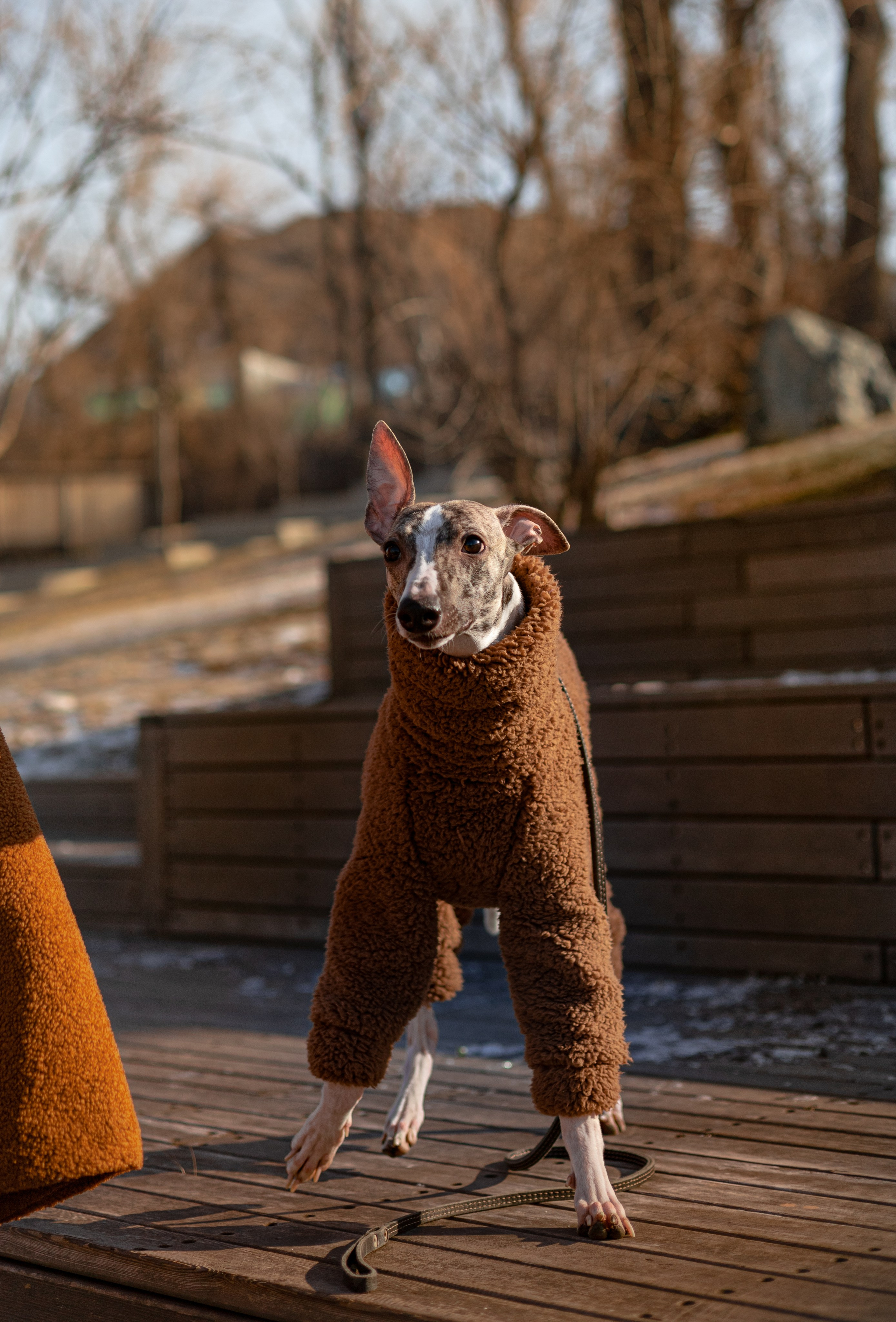 Алёна и Дос. Фотограф — анималист Владивосток, Алина