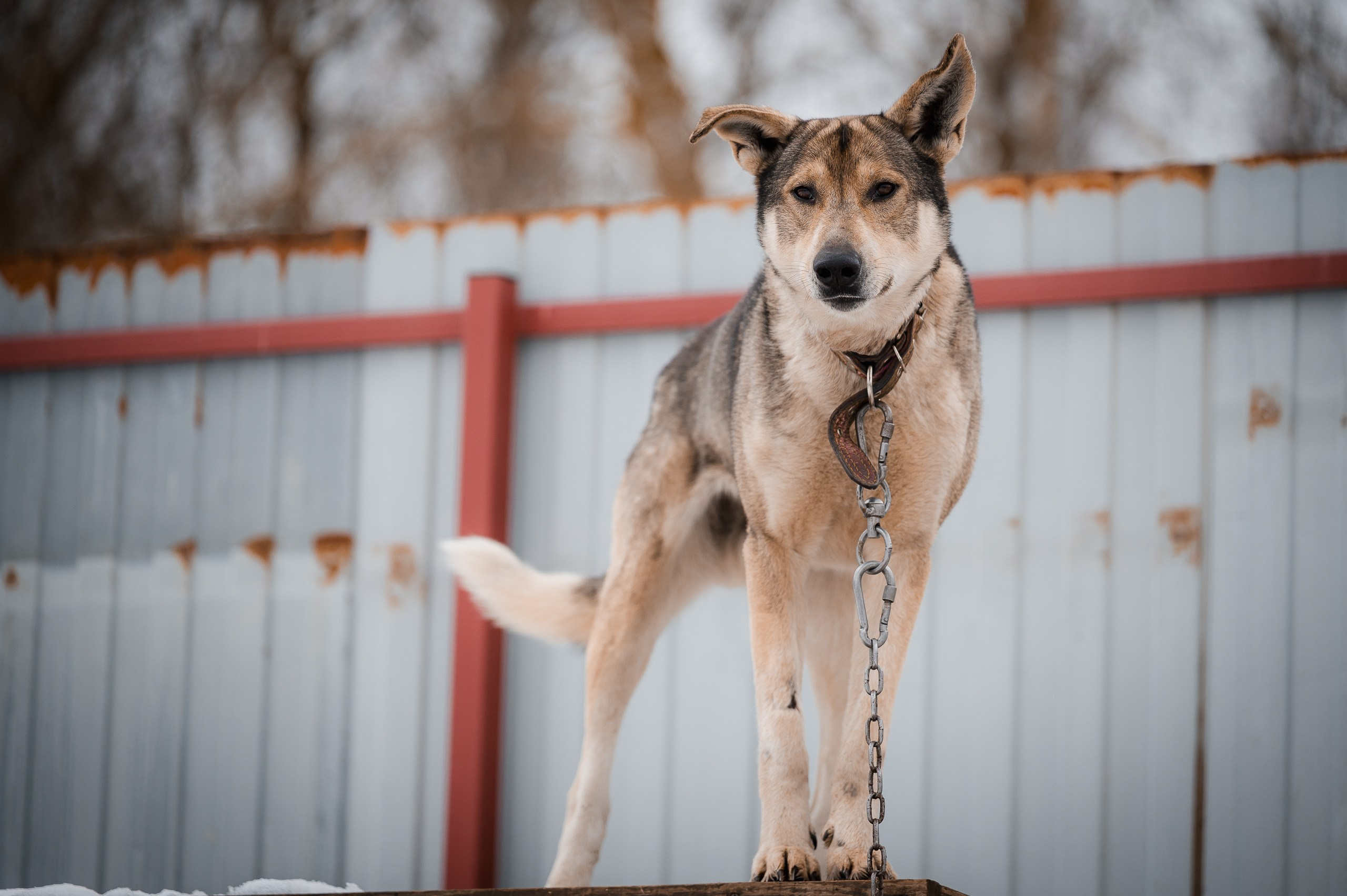 Харди. Улыбка собаки — спасение и пристройство бездомных собак
