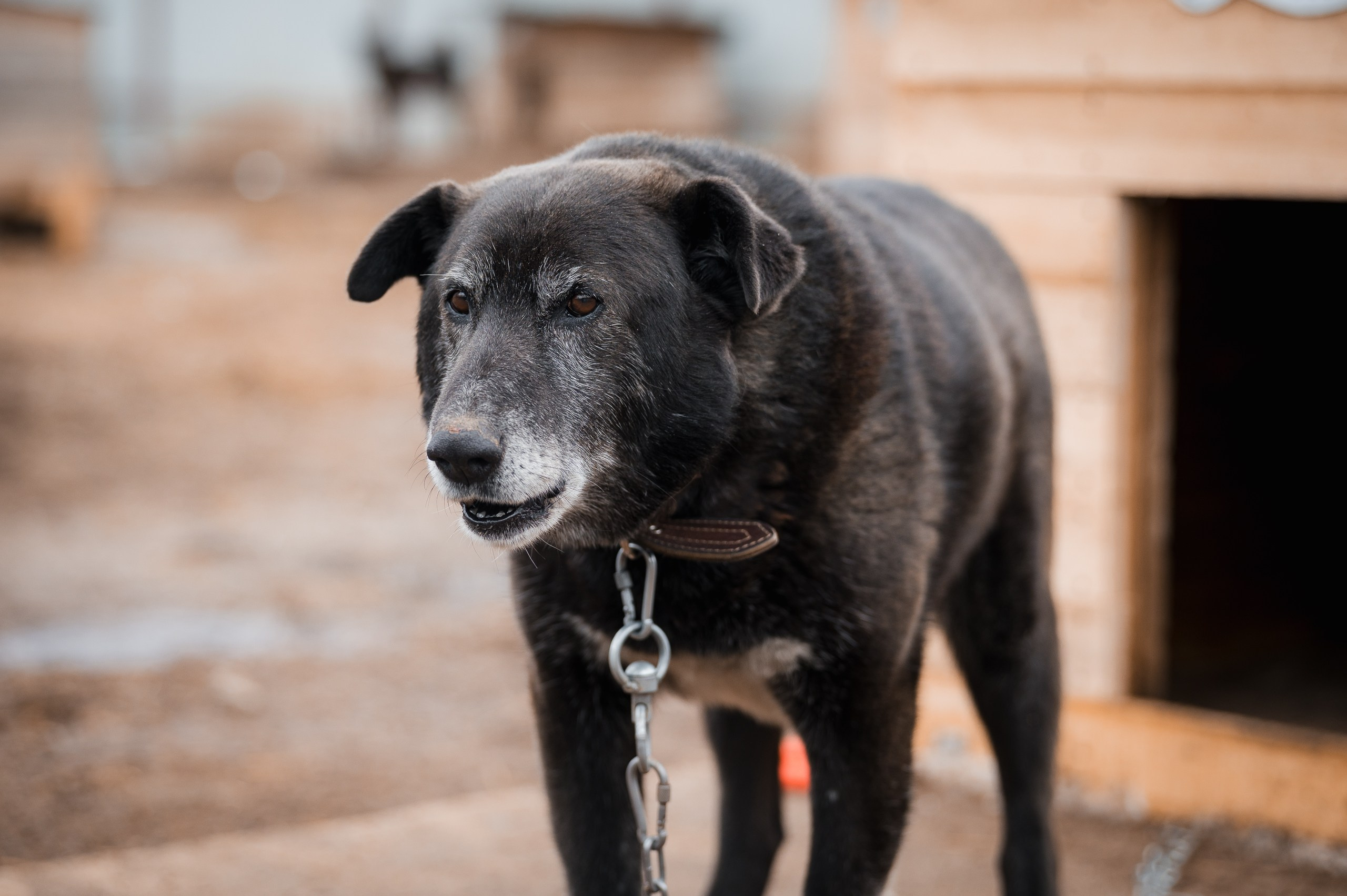 Семён. Улыбка собаки — спасение и пристройство бездомных собак