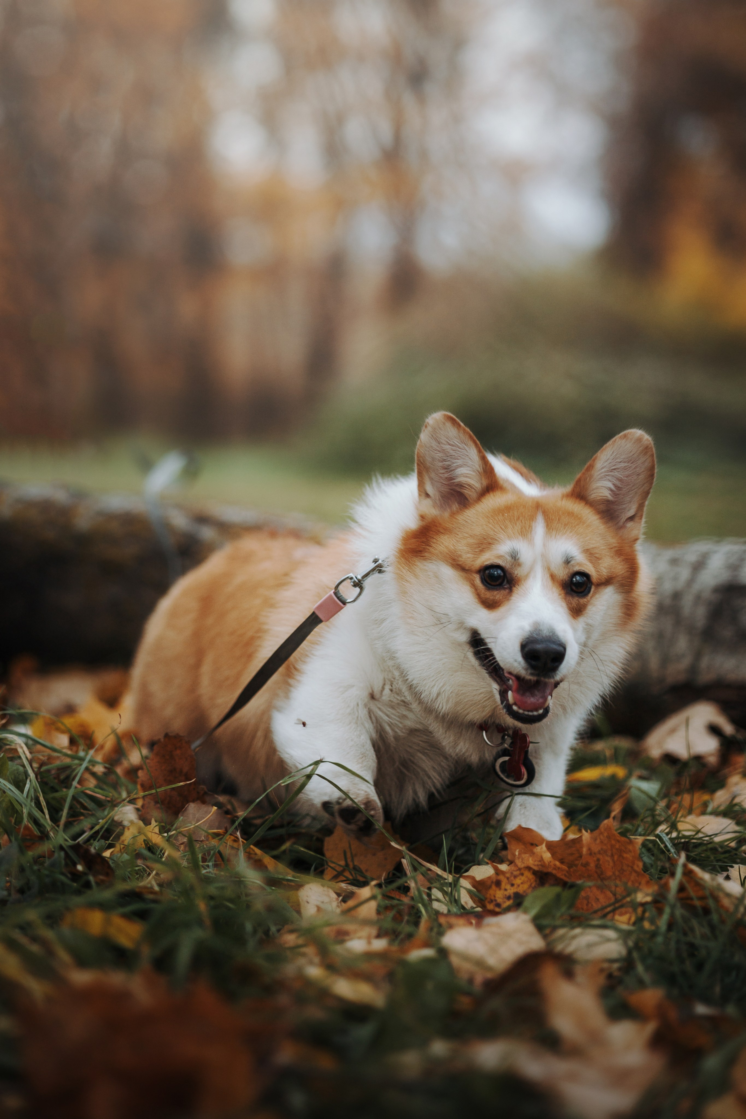 Юля и Терри. Фотограф — Анималист | Санкт-Петербург