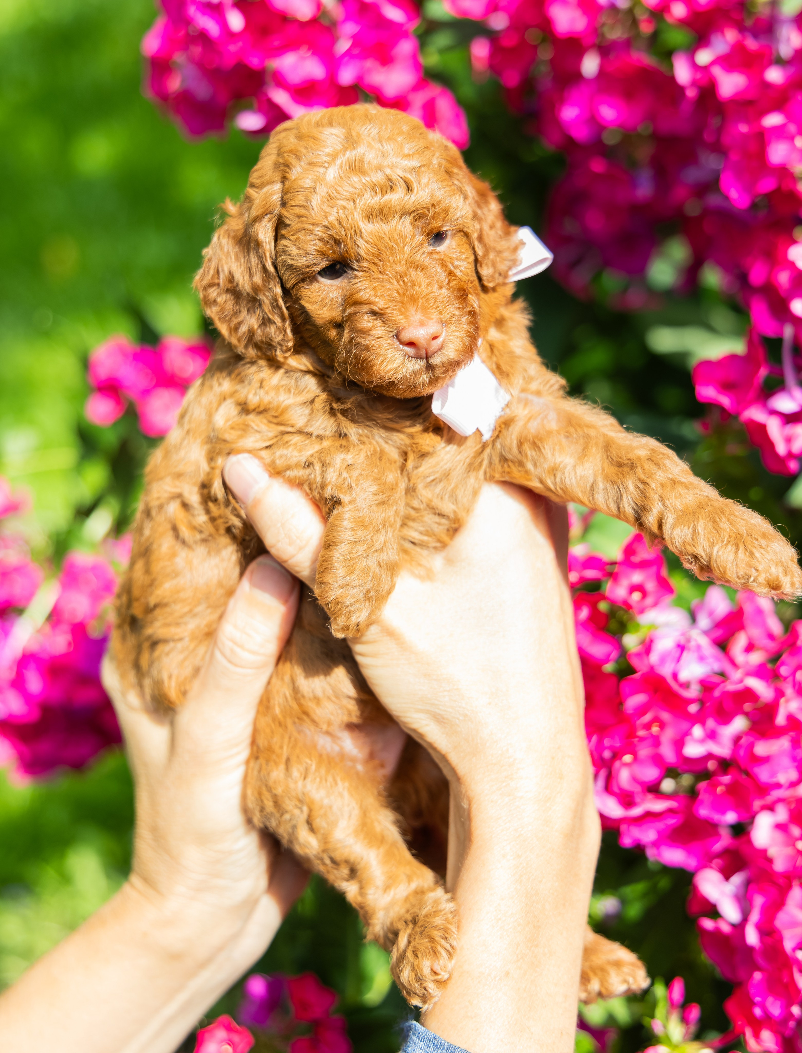 С животными. Фотограф-ретушёр