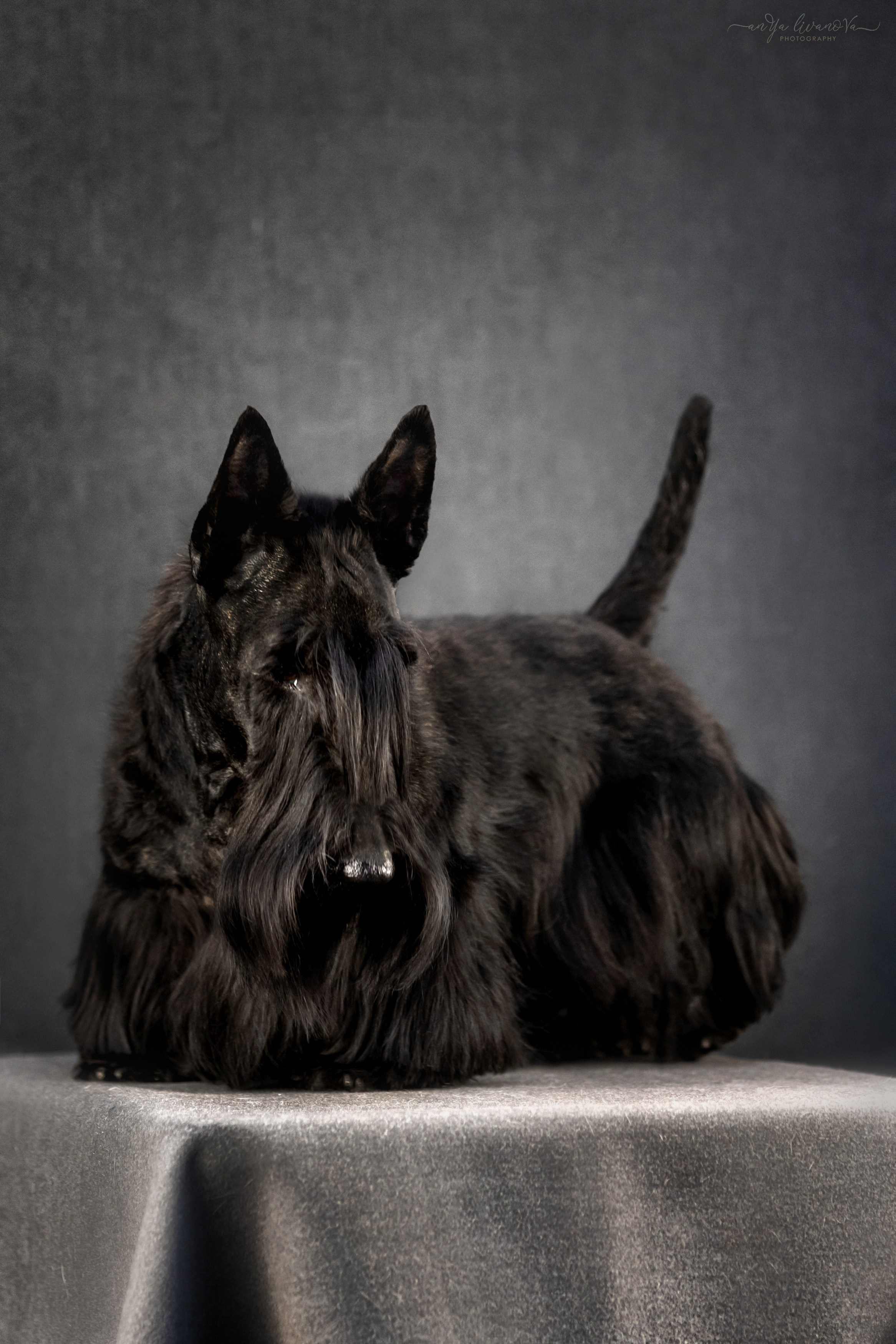 Фант. Фотограф анималист Аня Ливанова | Рыбинск