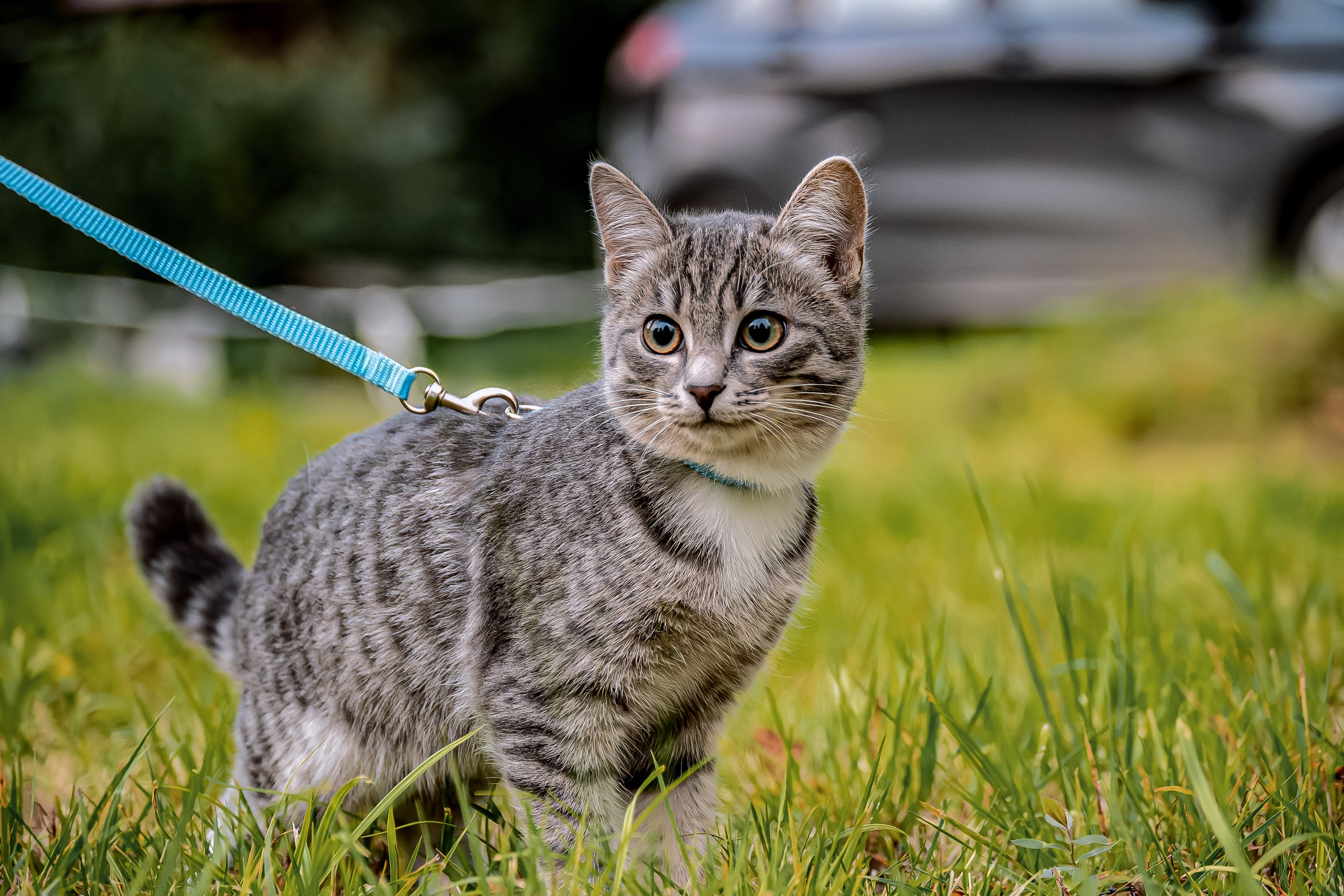 Энималс. Место {не}банальных фото