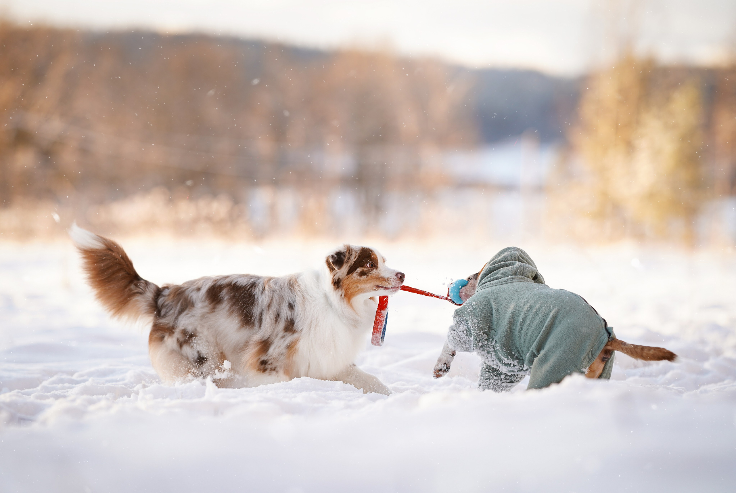 Панда и Юни Карелия. Фотограф-анималист в Санкт-Петербурге Яна Мартынова