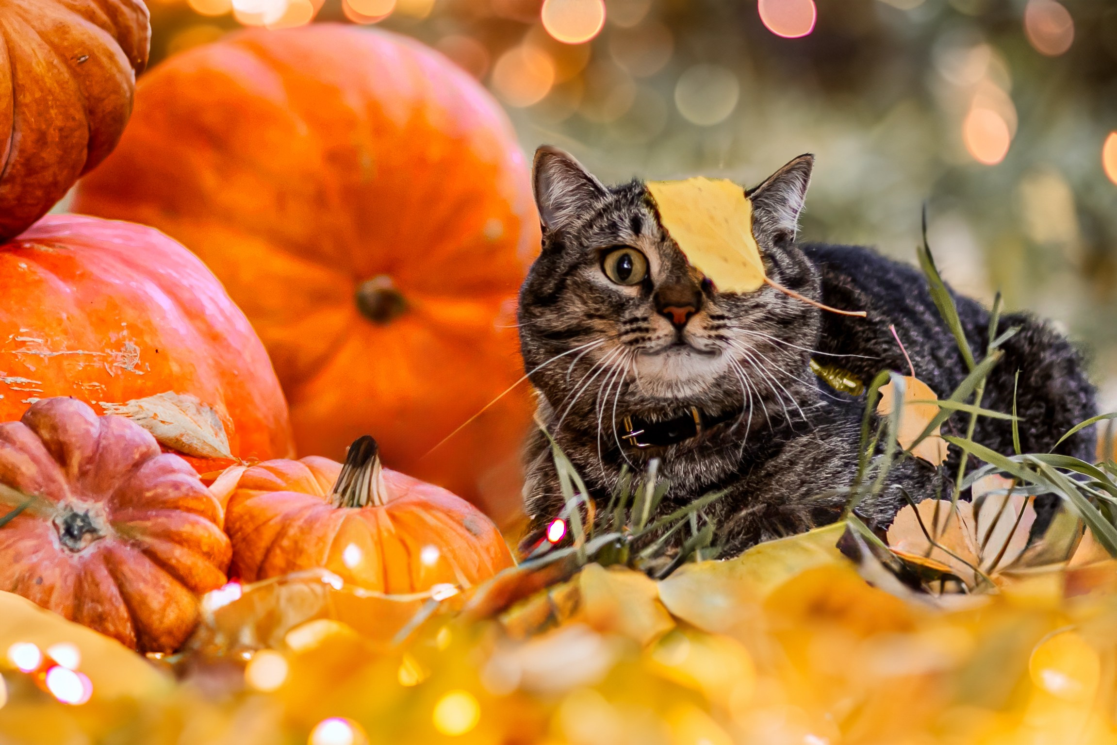 Времена года. Фотограф Елена Вишневская (Ушакова) Нефтеюганск, Сургут, Тюмень