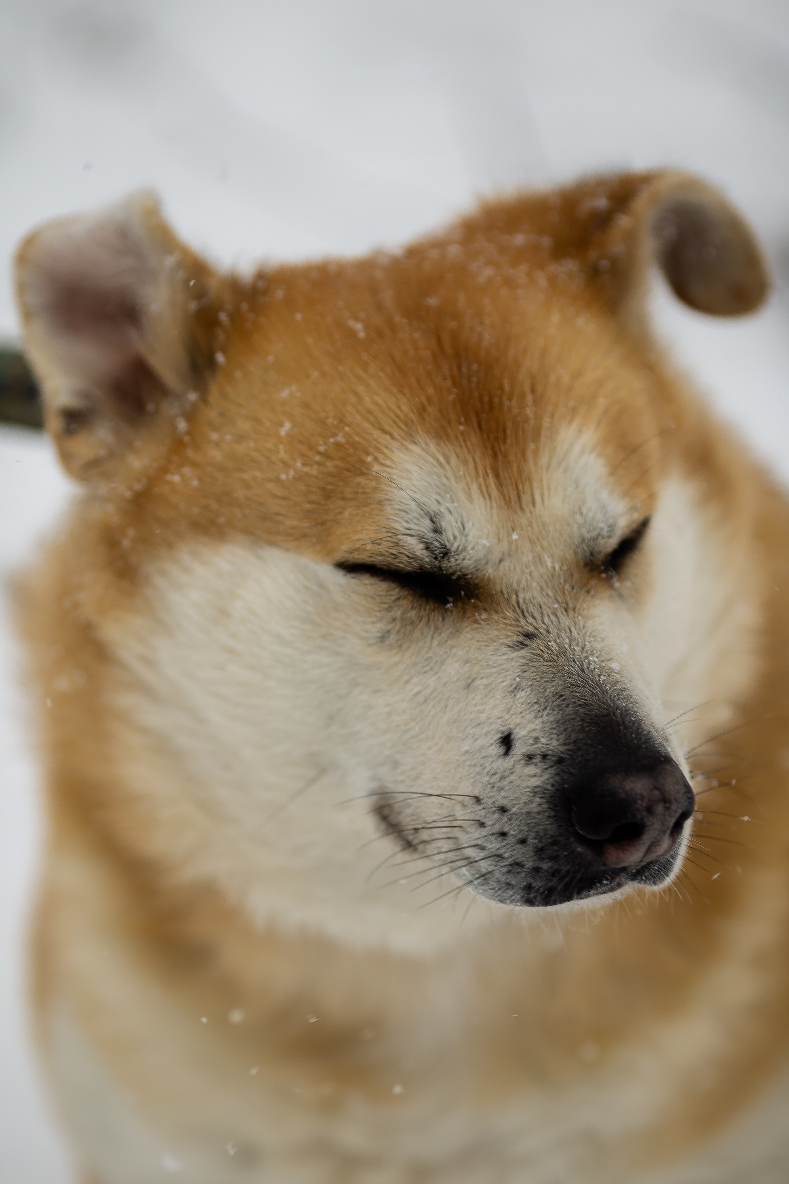 Petshop Забота. Фотограф в Санкт-Петербурге Чумаков Семен