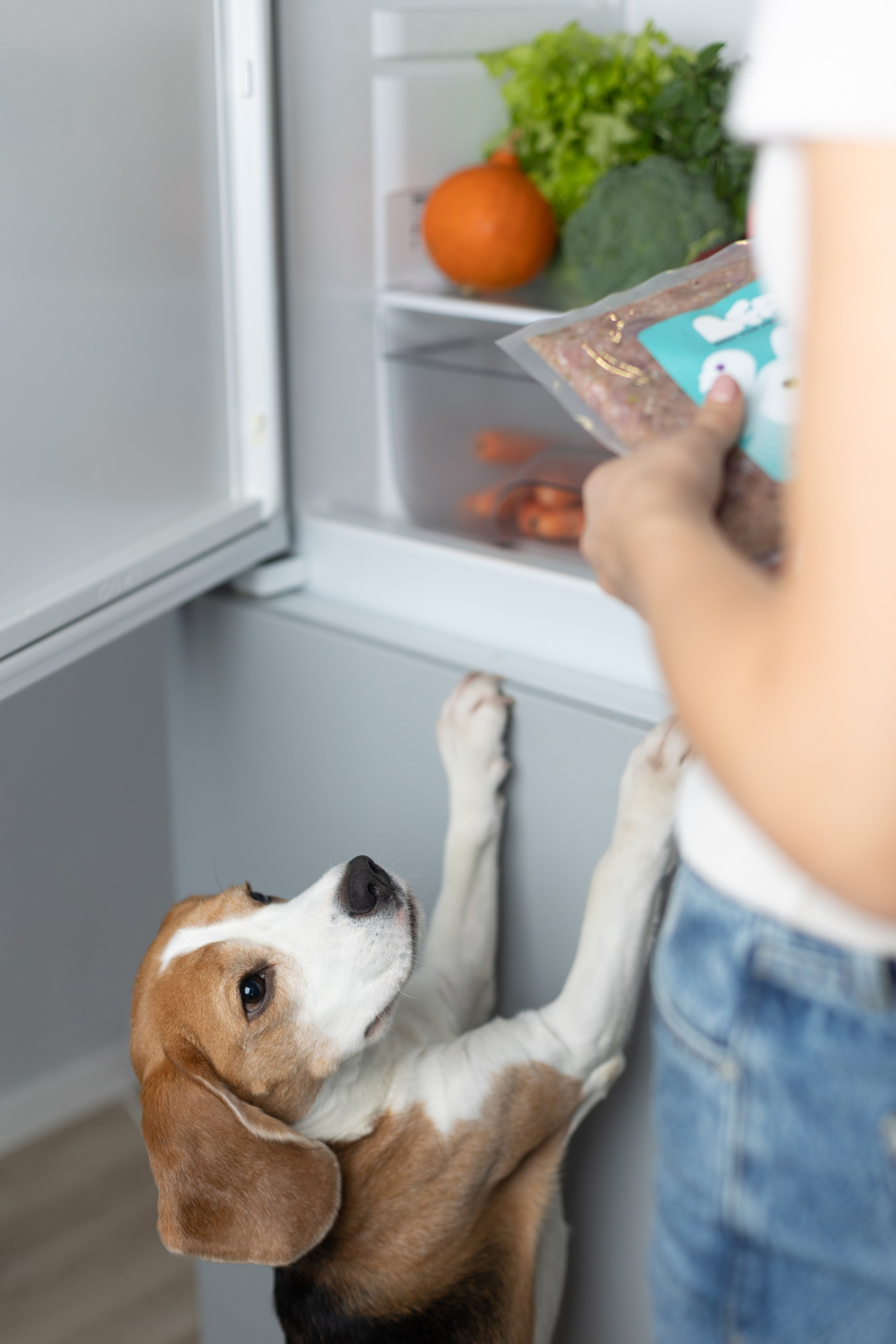 Best for friend (BFF). Фотограф анималист Кристина Карпова, Москва