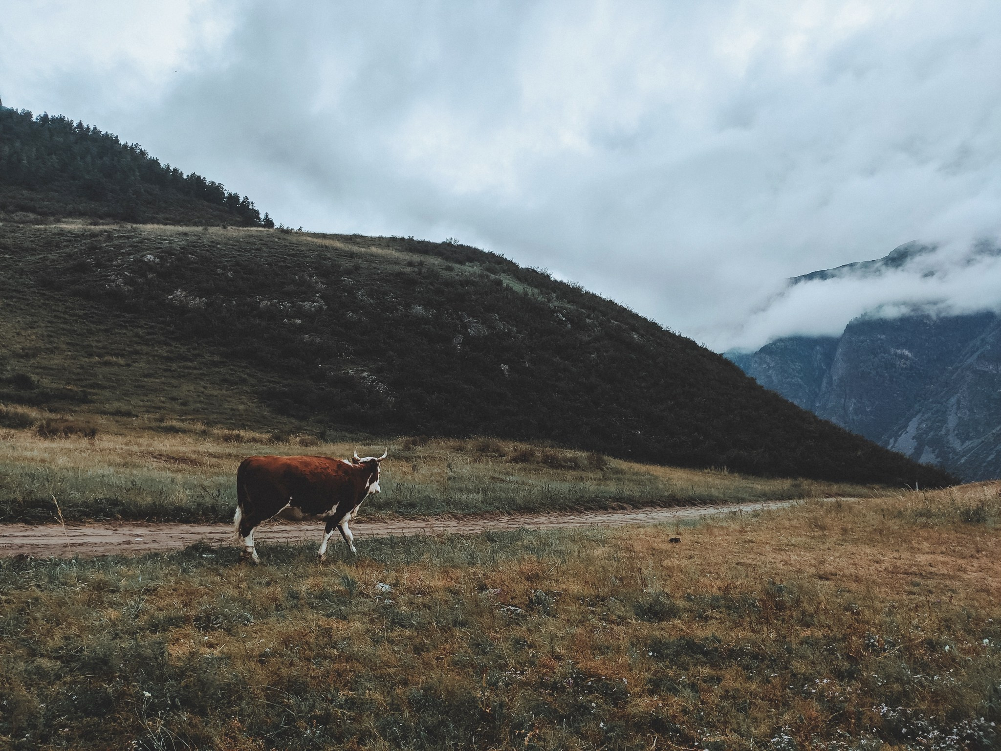 Алтай (мобилография). Фотограф в Москве, в Самаре Инна Мамонова