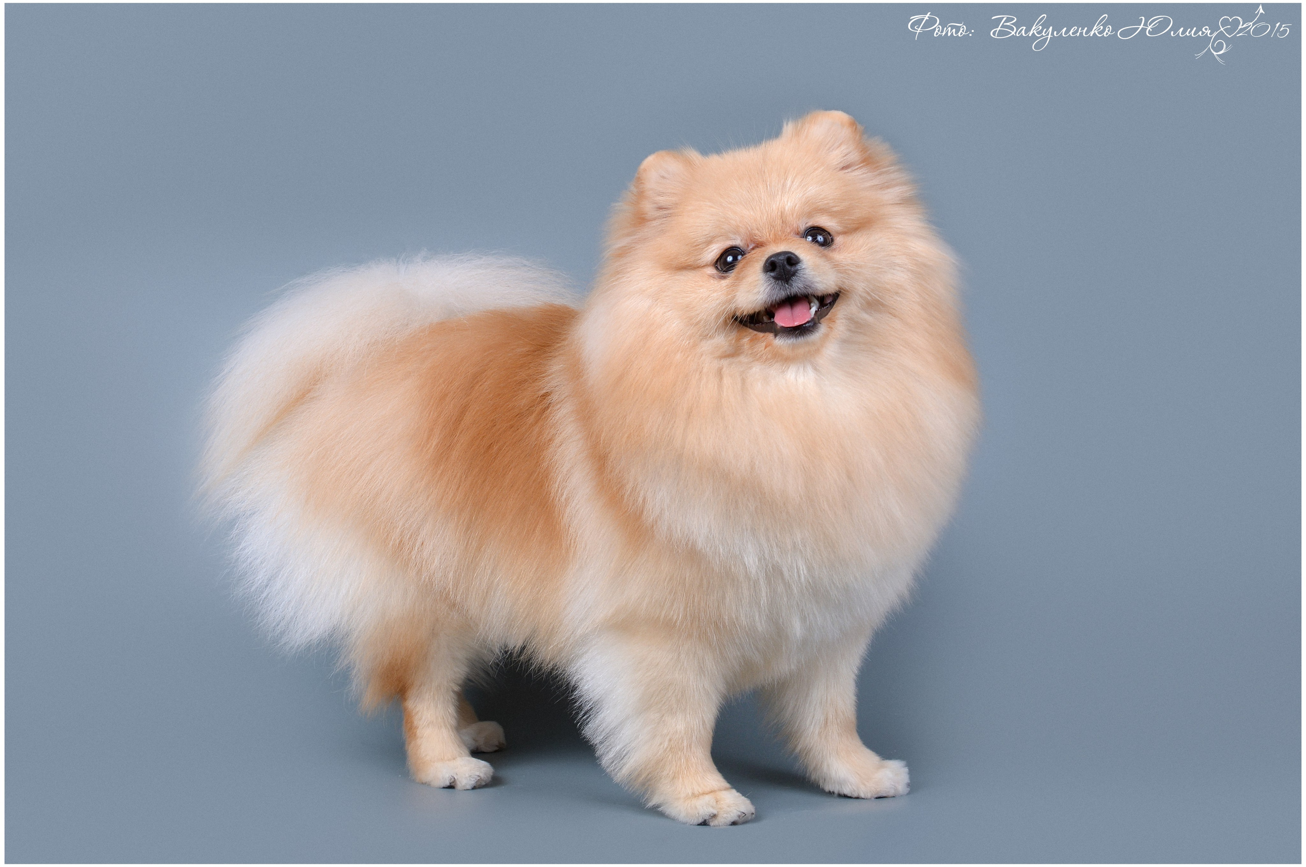 Студийная съемка. Фотограф анималист | семейный Юлия Вакуленко, г. Краснодар