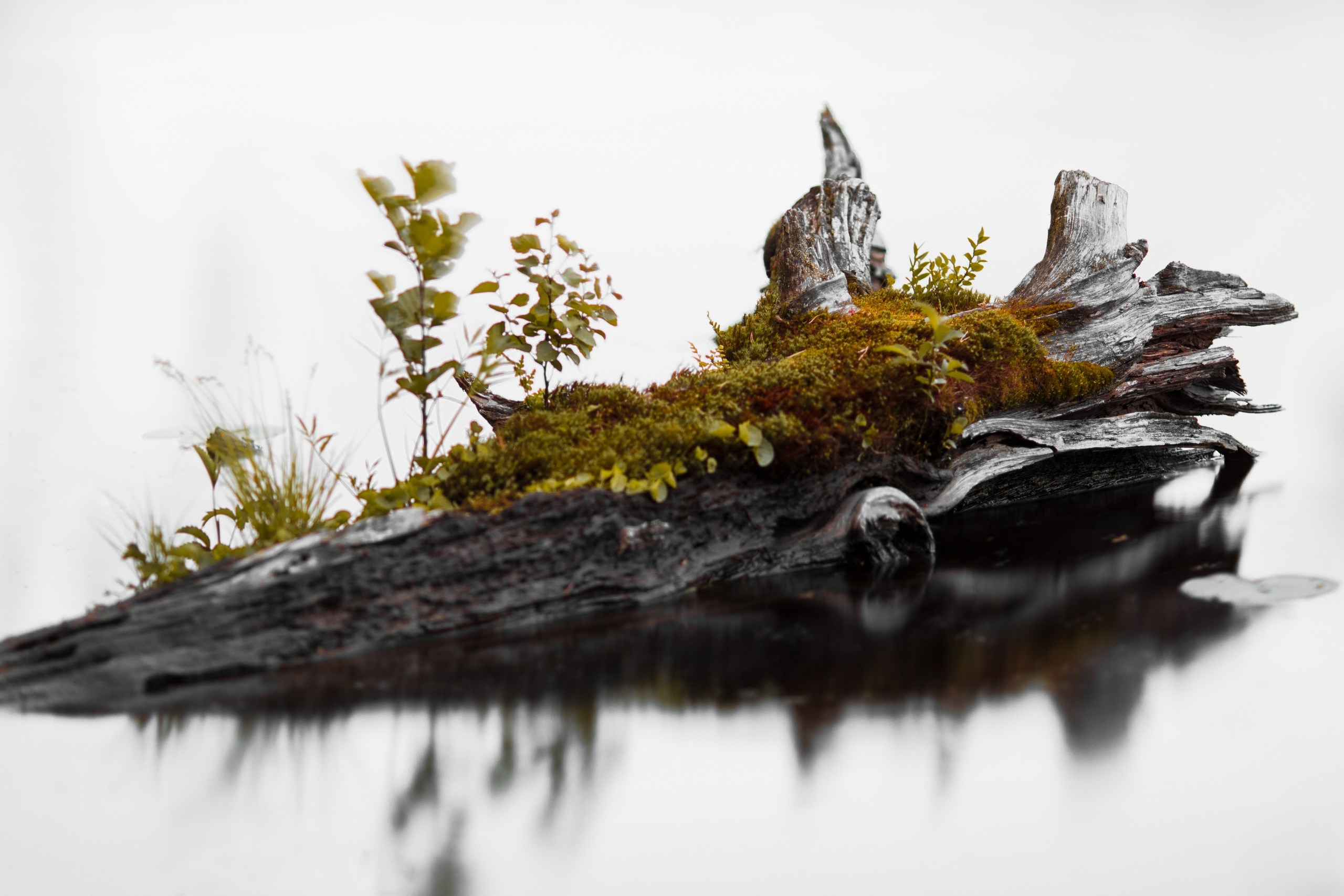 Северные дневники. Алиса Северная. Визуальные исследования. Пейзажная и документальная фотография