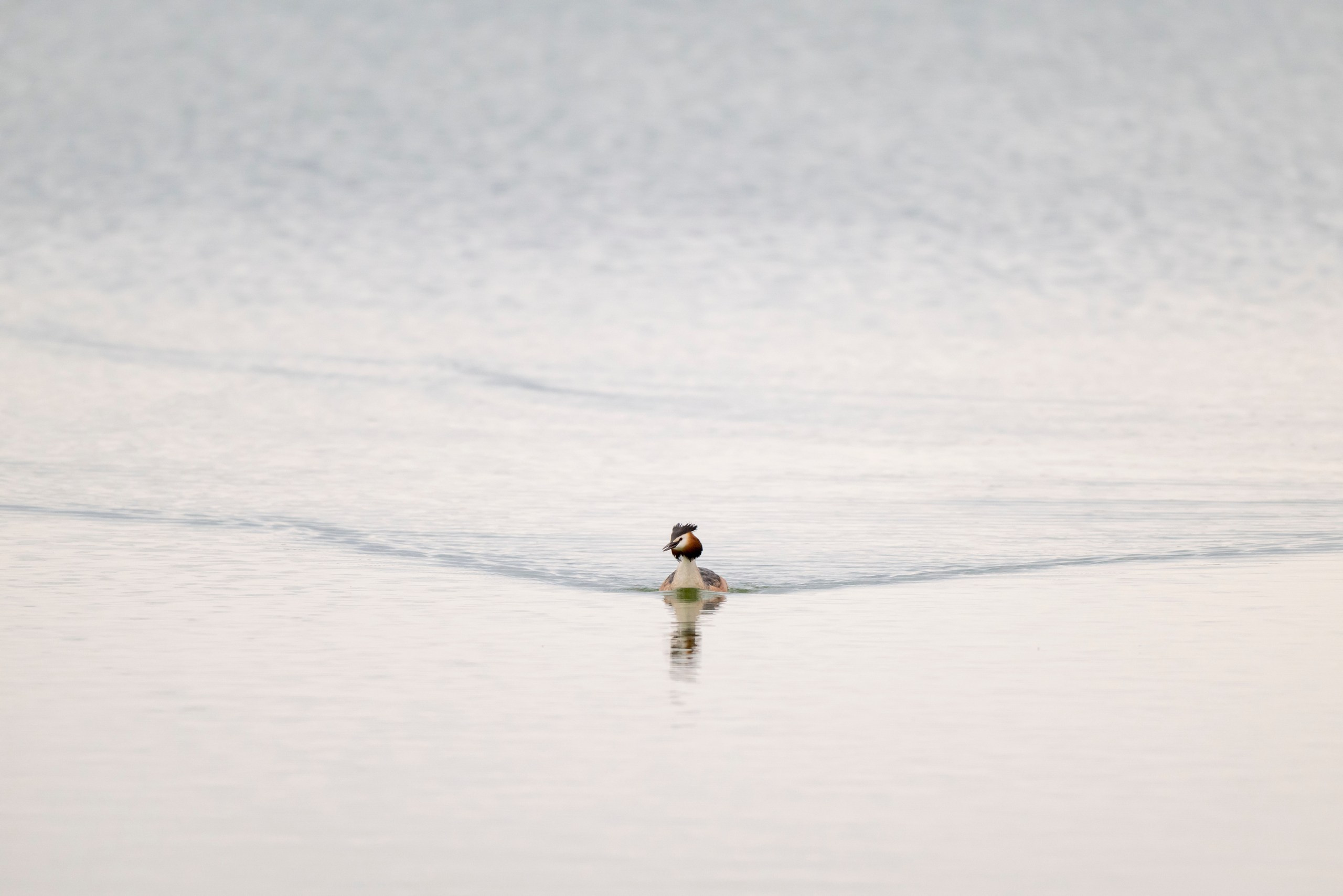 Дикая природа Дагестана. Май 2025 г. Foto-Zuev фотография как искусство