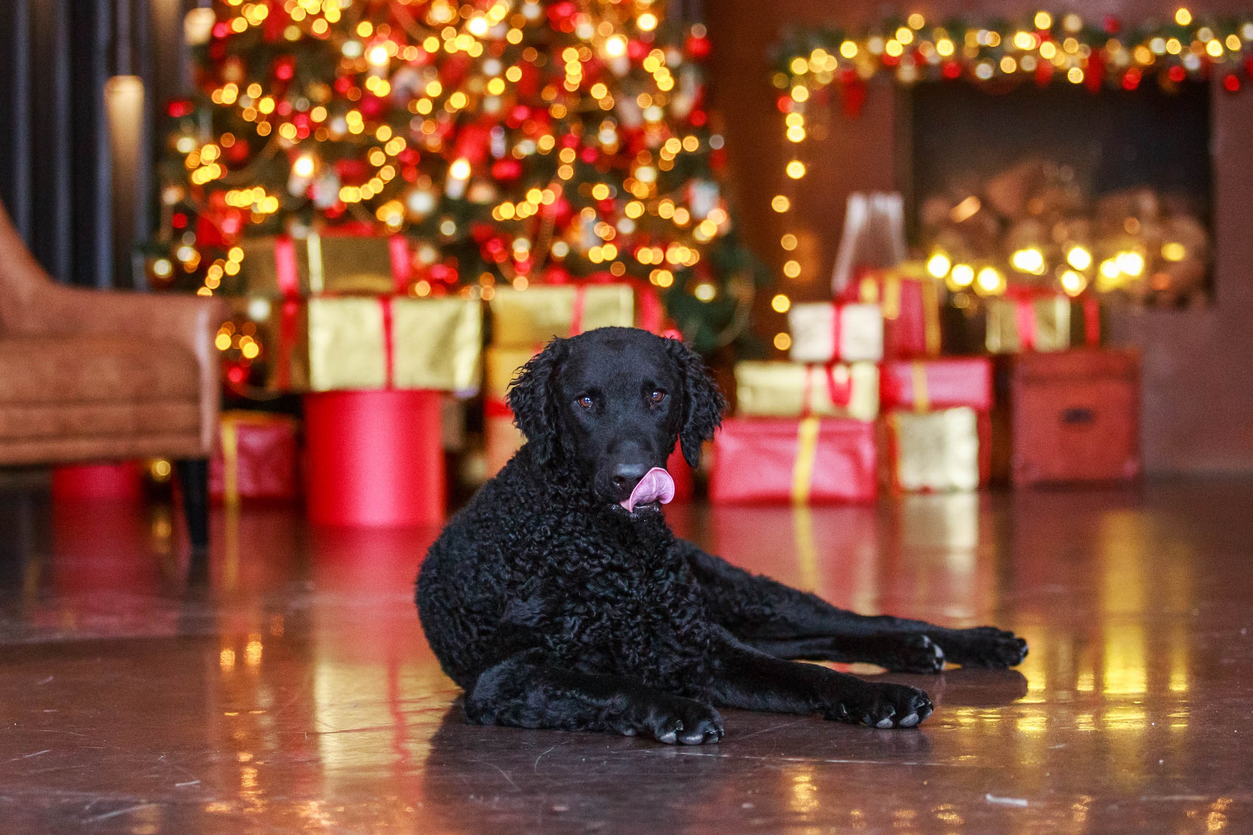 Лабрадор ретривер и курчавошерстный ретривер фотосессия на Новый год в фотостудии. Семейный и детский фотограф в Москве Мария Быкова