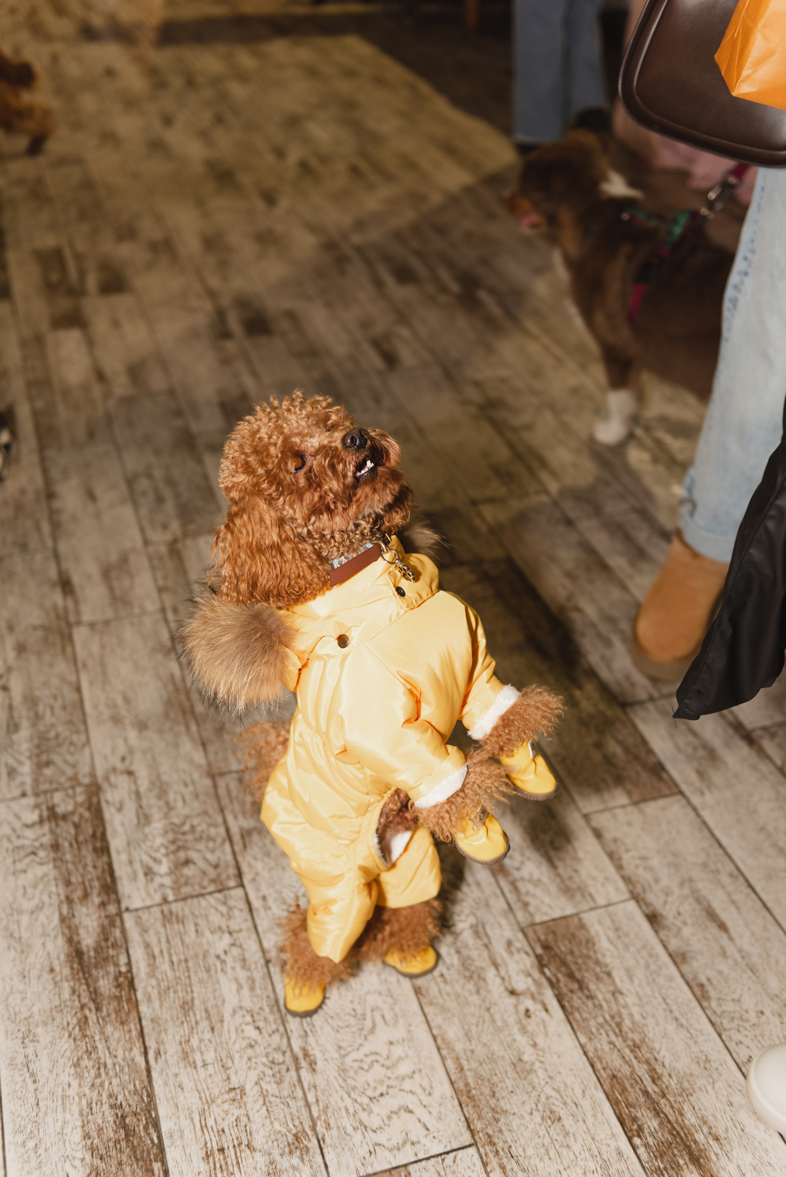 Pets. Фотограф в Москве Daria Lens