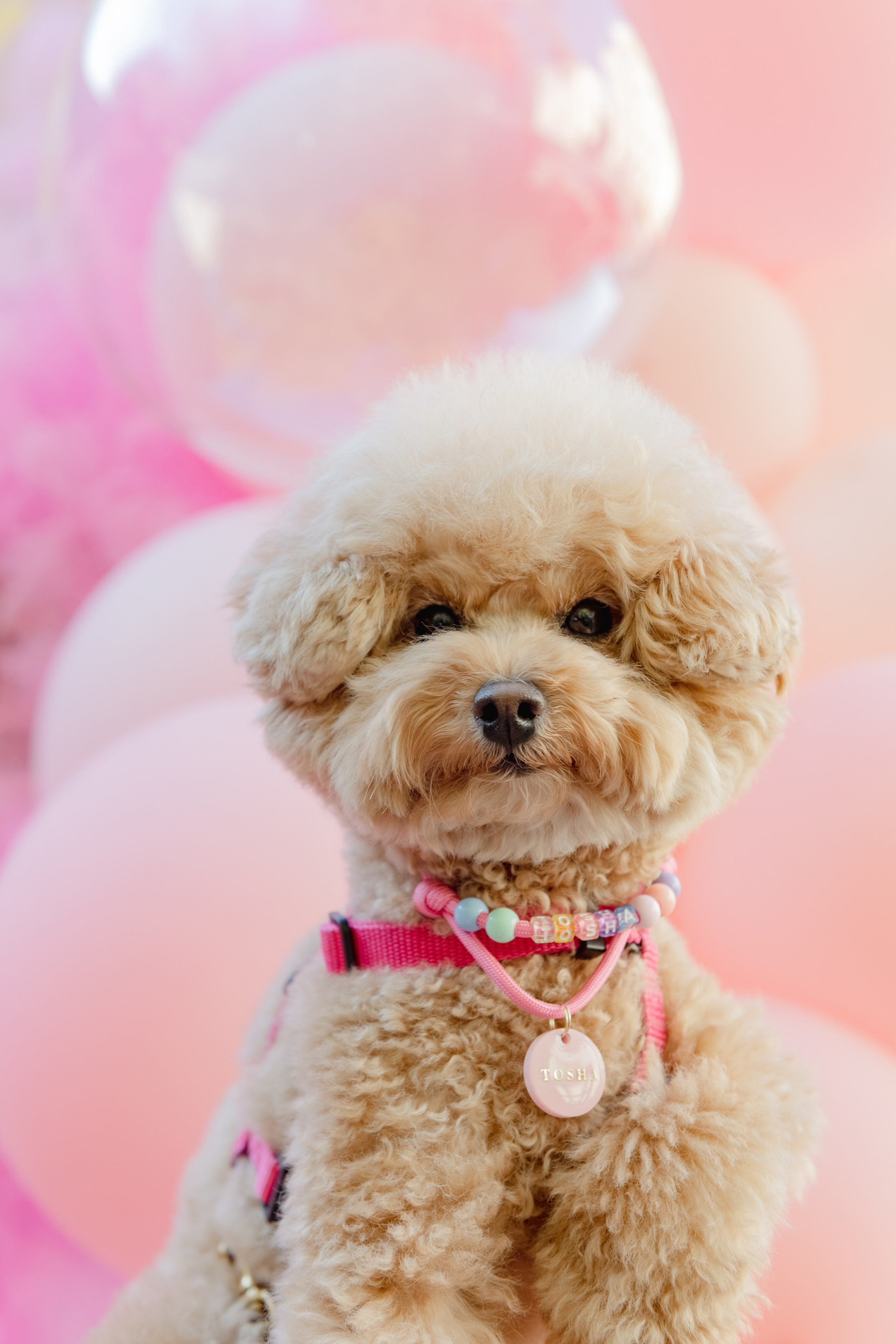 Pets. Фотограф в Москве Daria Lens