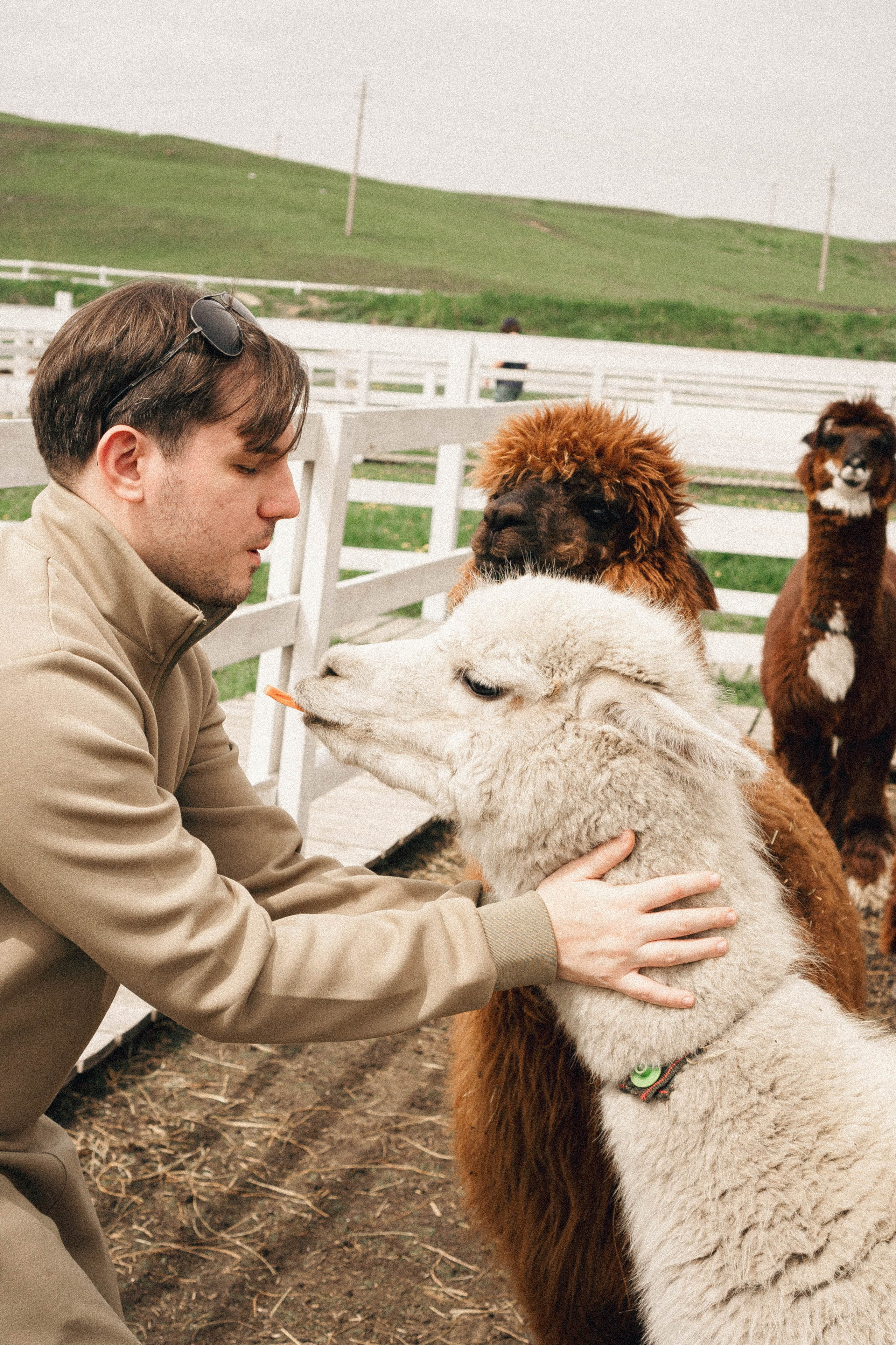 Ферма Альпак. Профессиональный фотограф, Санкт-Петербург — Виктория Богомолова