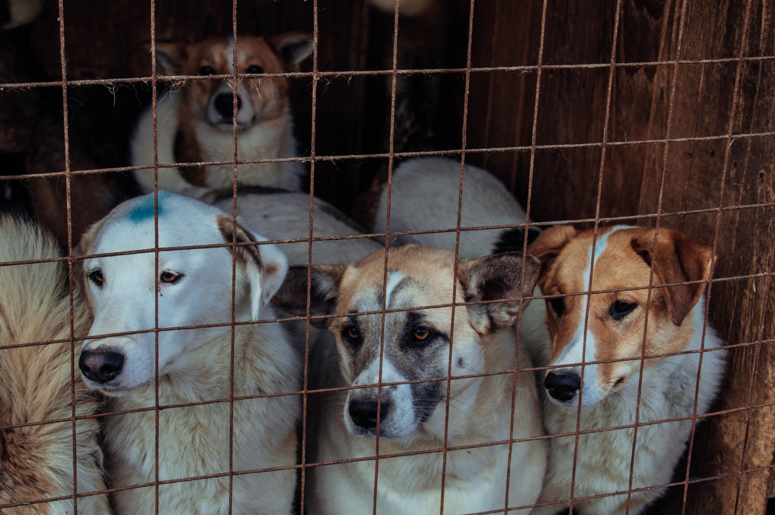 Приют «Дом Добра». Индивидуальный фотограф в Москве