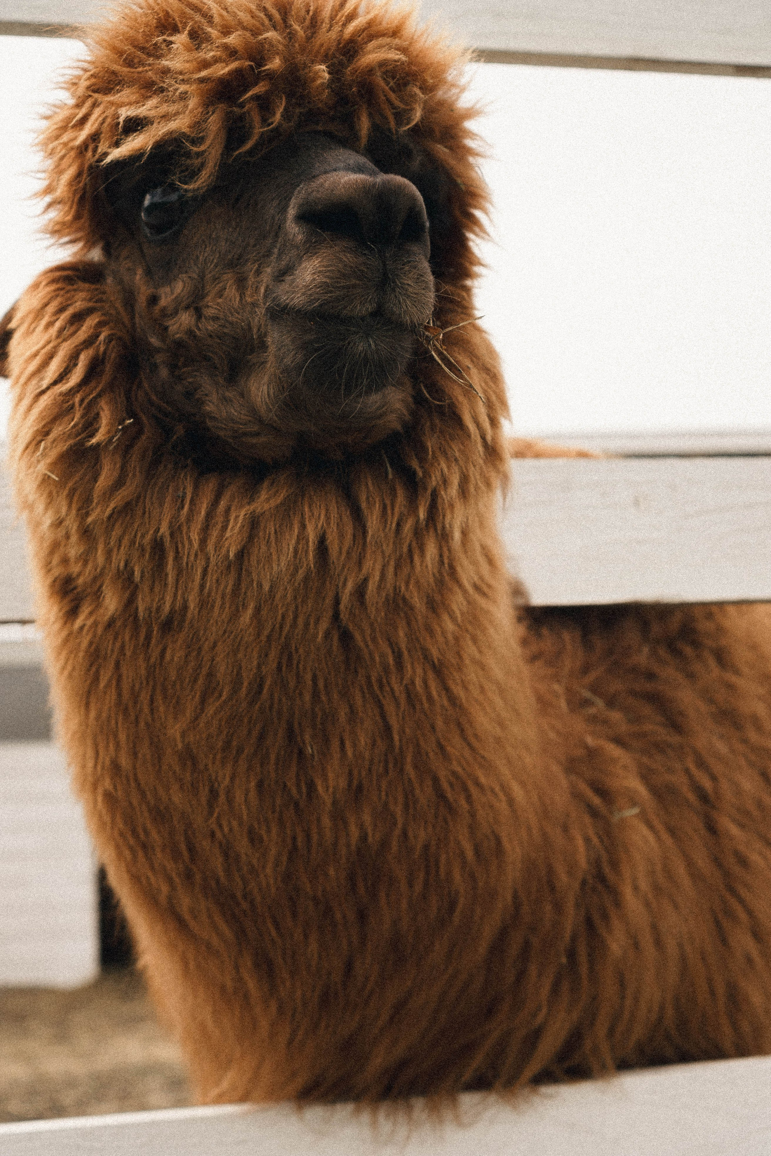 Ферма Альпак. Профессиональный фотограф, Санкт-Петербург — Виктория Богомолова
