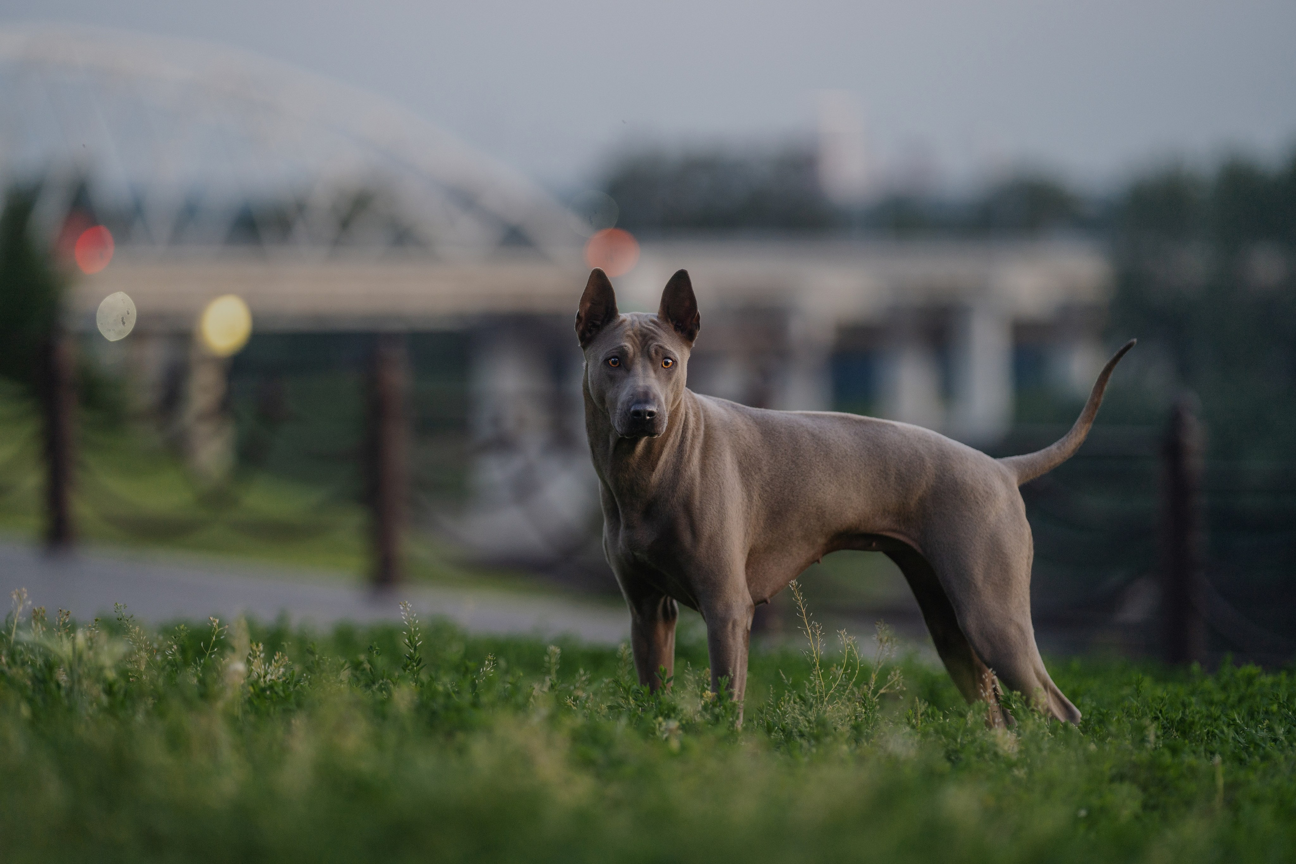 Лин + Вегас. Kameramotor74