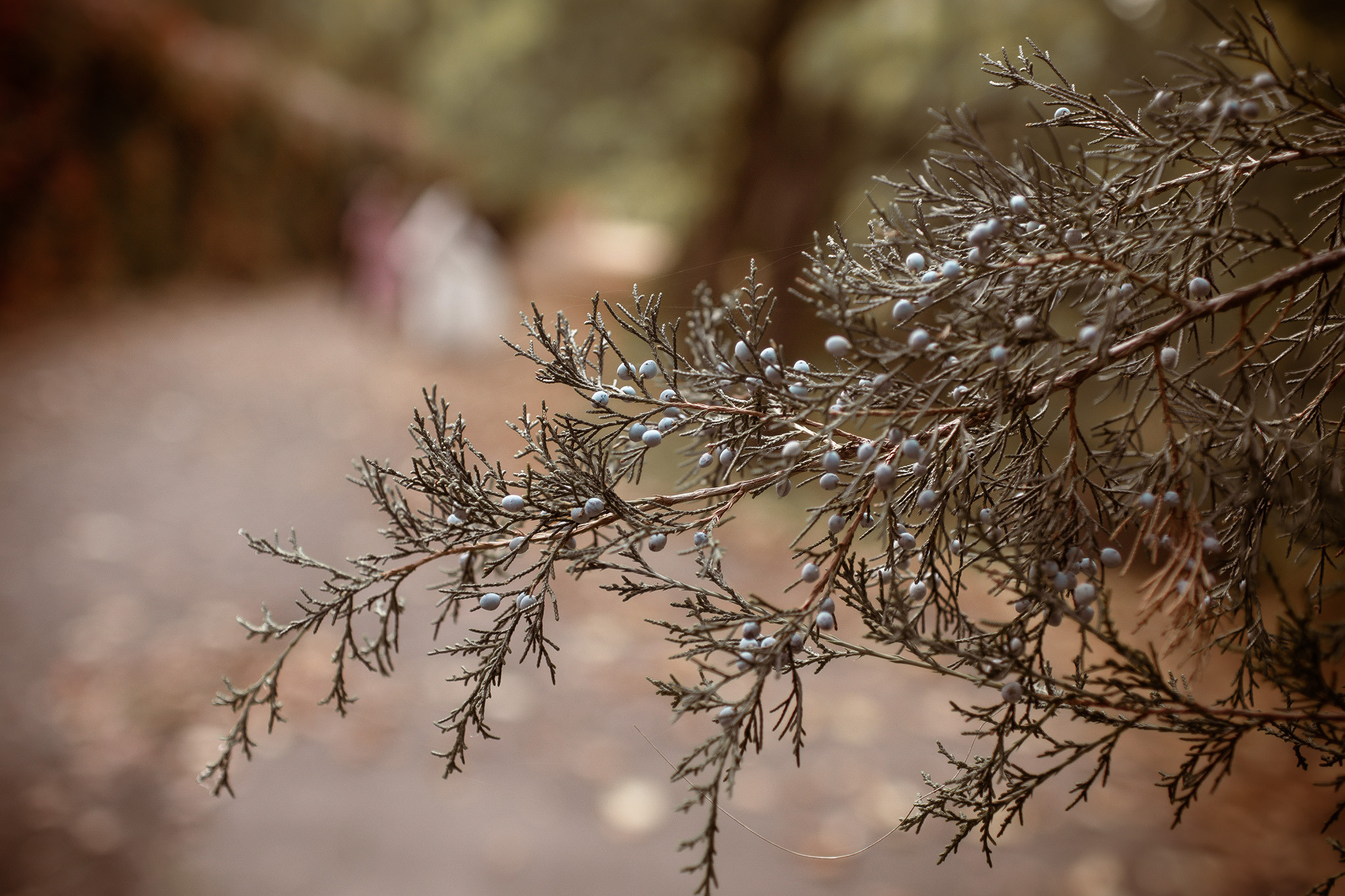 Свадебная фотосессия в парке. Юлия Басня семейный и свадебный фотограф в Донецке