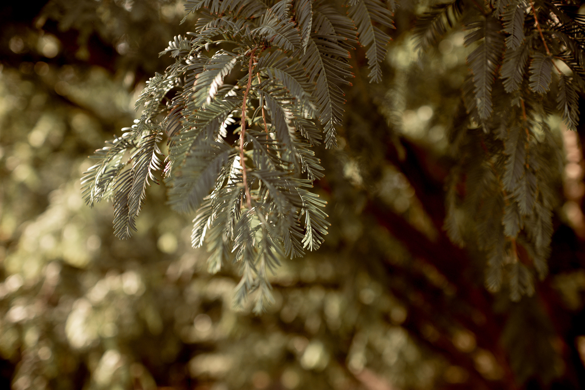 Свадебная фотосессия в парке. Юлия Басня семейный и свадебный фотограф в Донецке