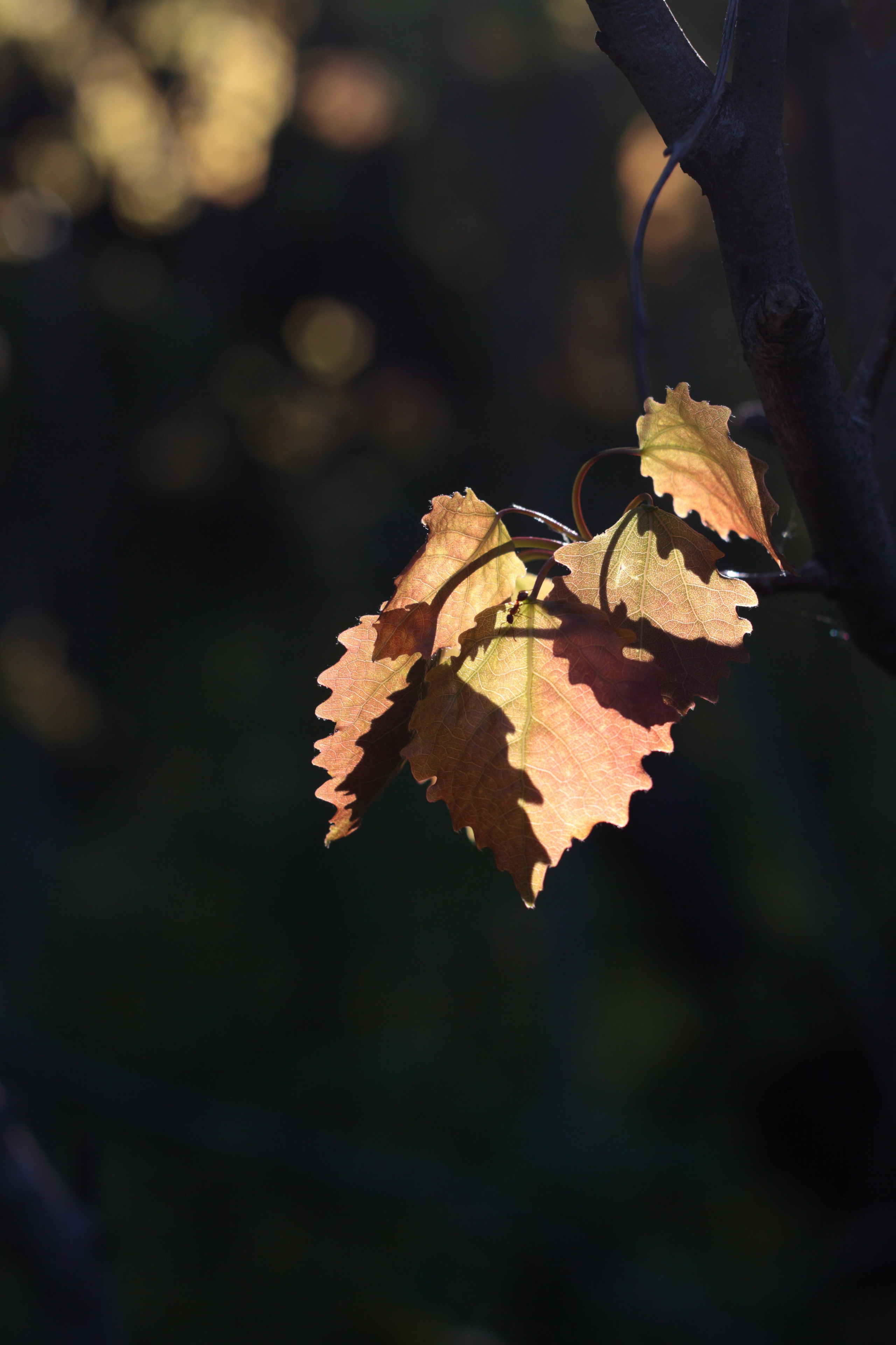 Старое природное, отбирала Katamount (Катерина Горохова). Главная
