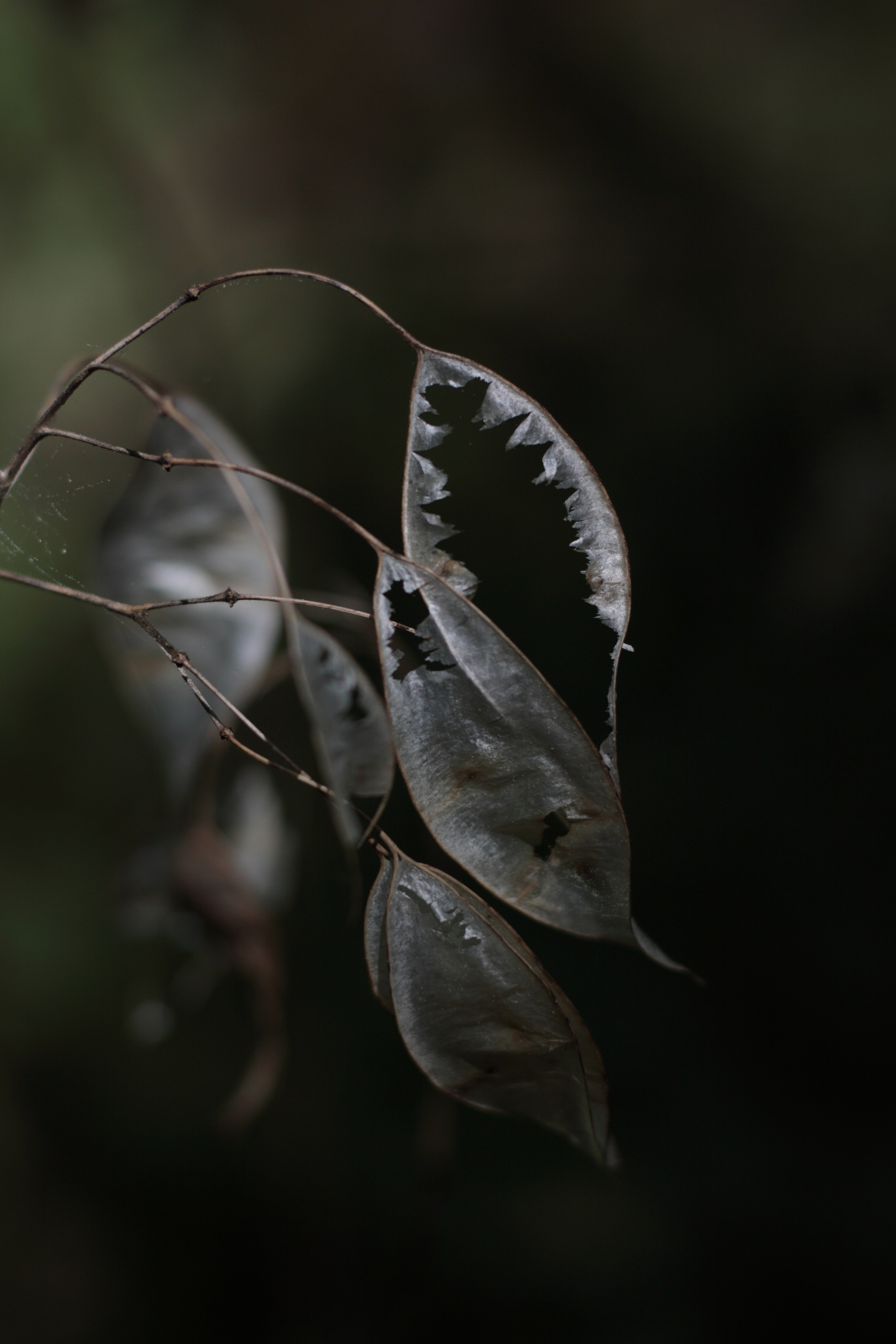 Старое природное, отбирала Katamount (Катерина Горохова). Главная