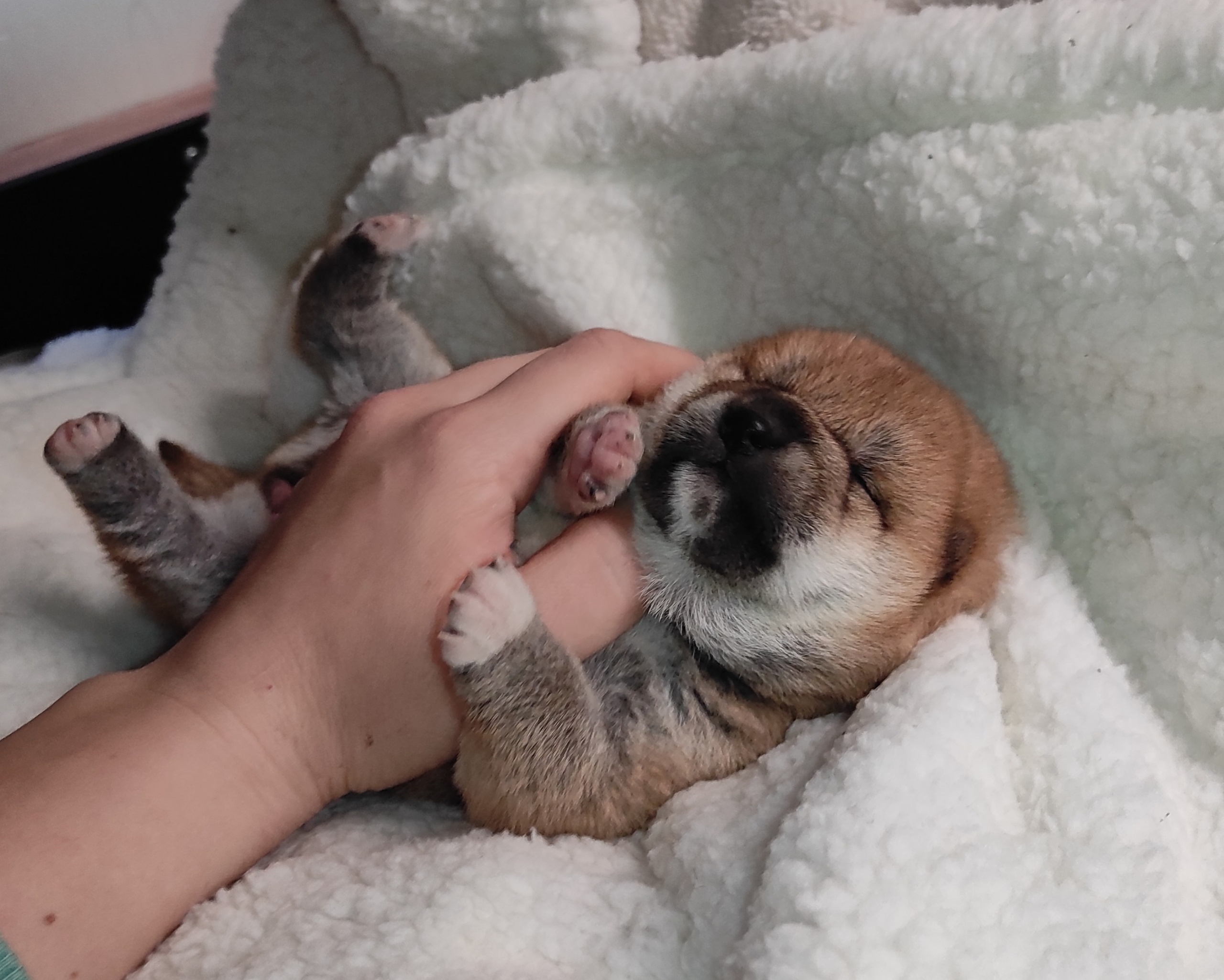 сиба питомник Рубилайт щенки на продажу rubylight  сиба щенки купить СПб Санкт-Петербург 