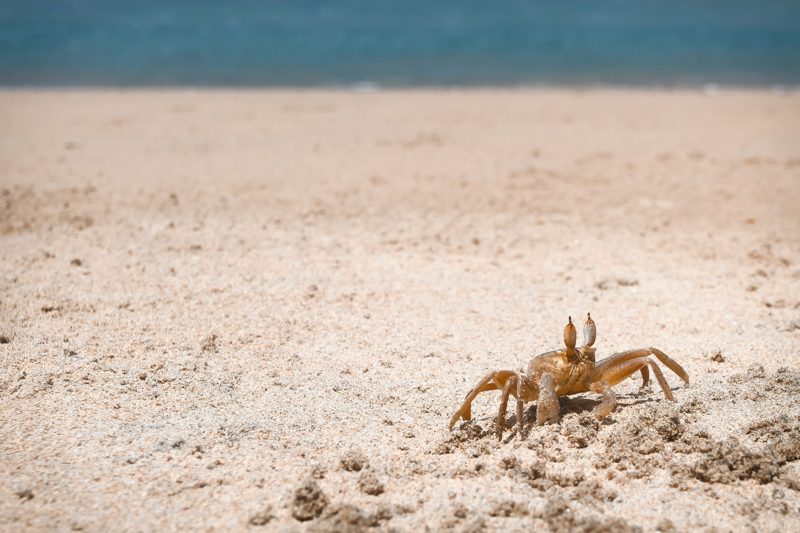 Sri Lanka. Art Photographer