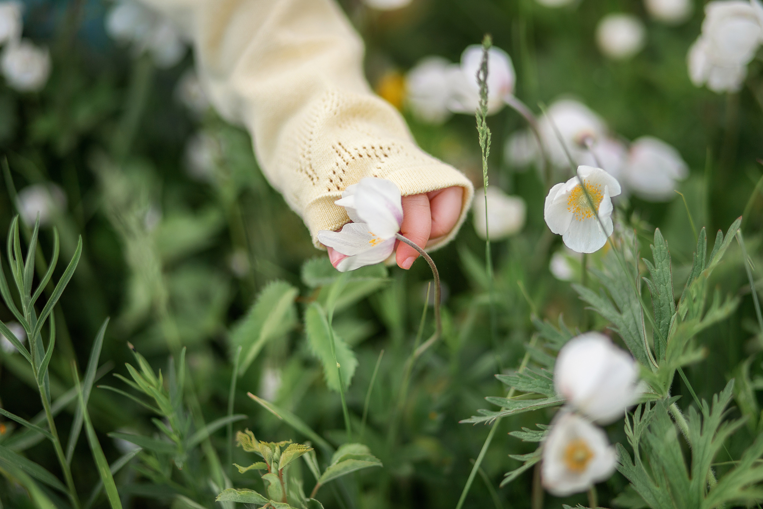 Летний пикник под яблонями. Детский и семейный фотограф в Красноярске Юлия Бирюкова