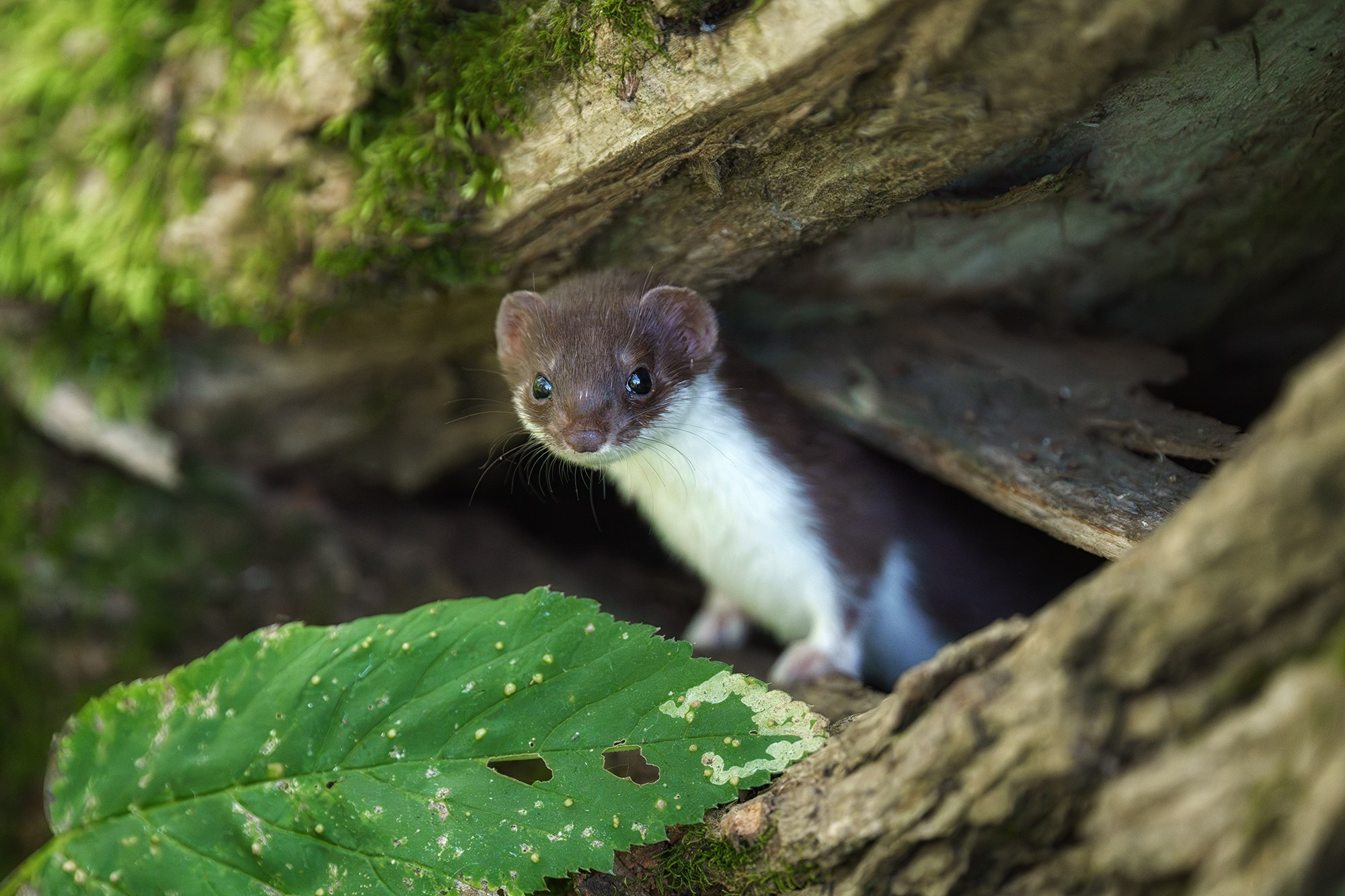 Животные. Ваш личный фотограф Марина Волкова