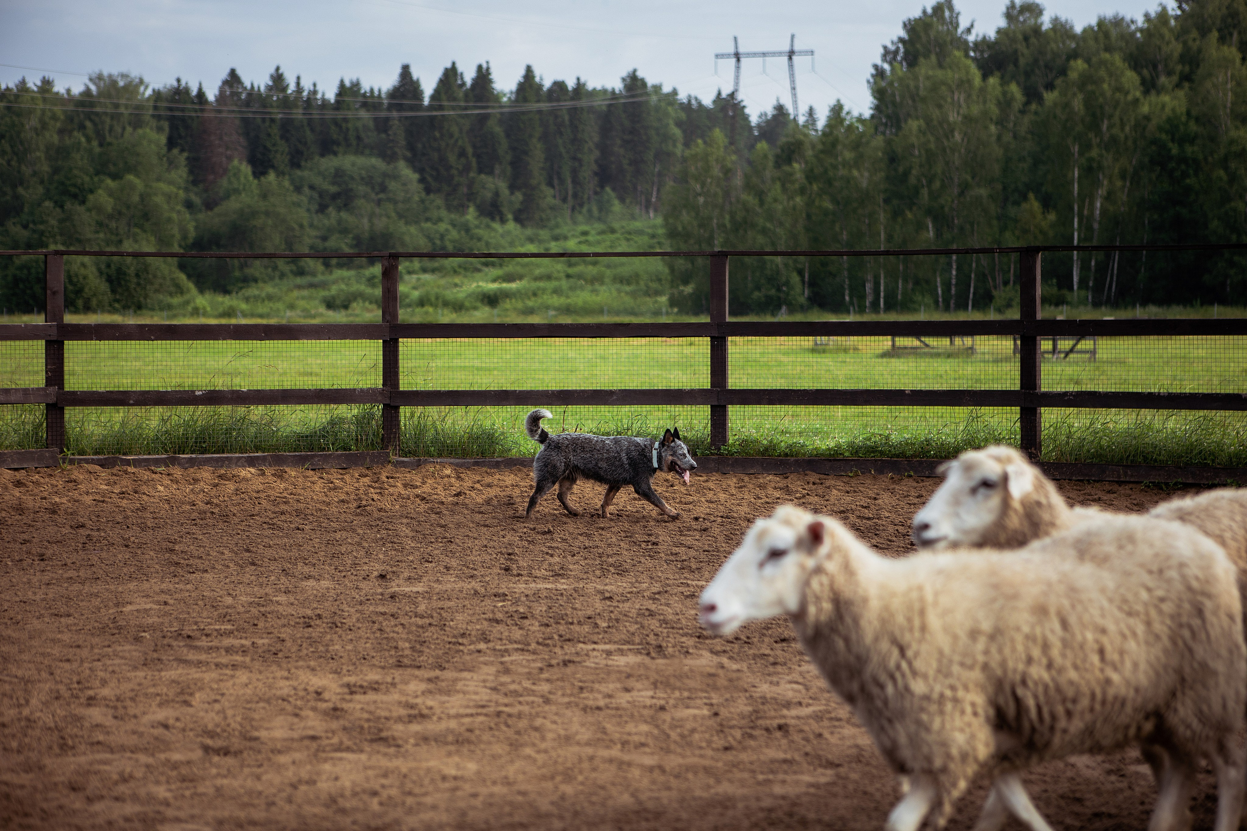 Фотограф Ирина Астор