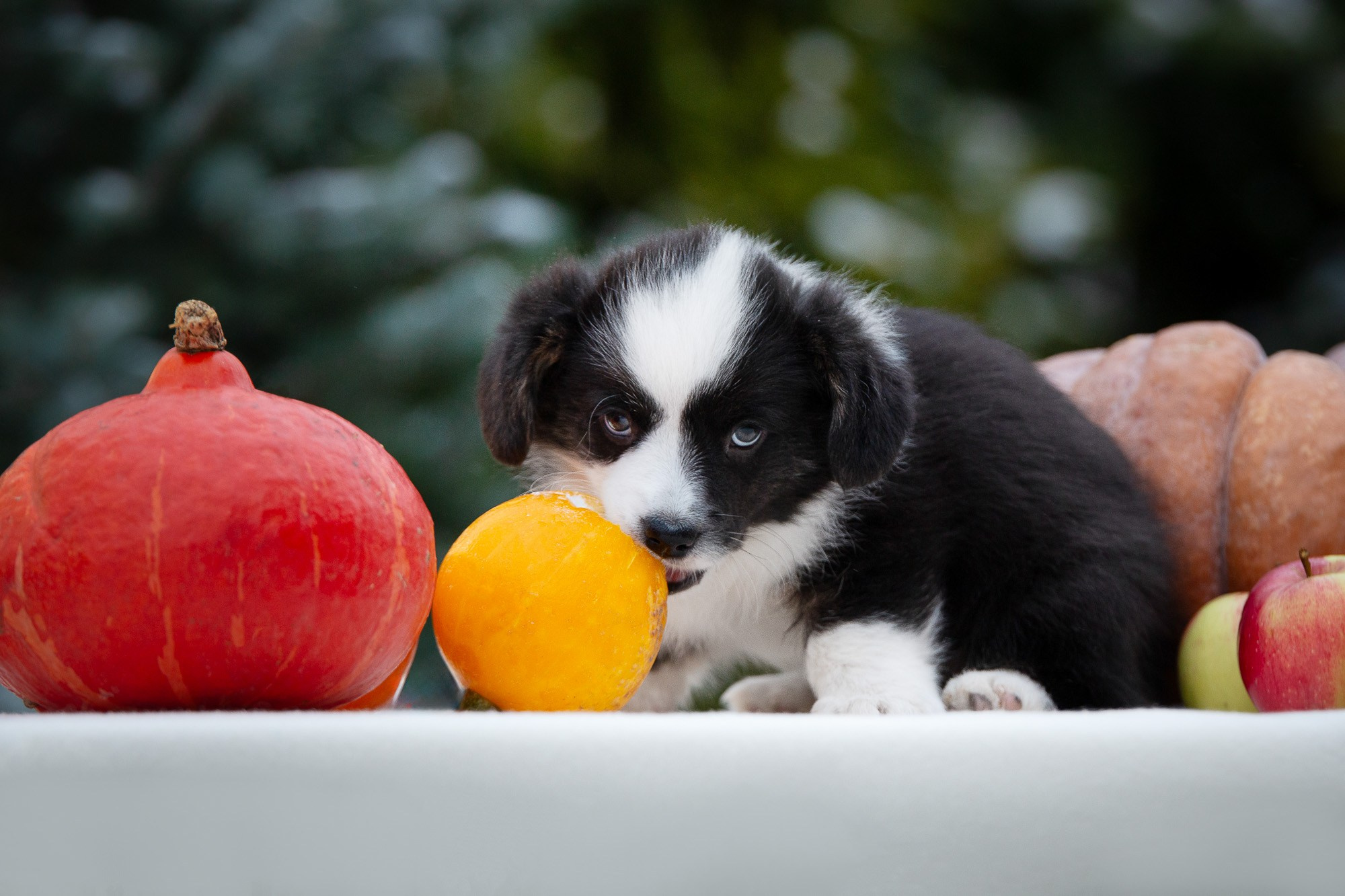 Вельш Корги Кардиганы. Фотограф анималист, семейный фотограф, фотограф собак Комратова Мария. г. Москва