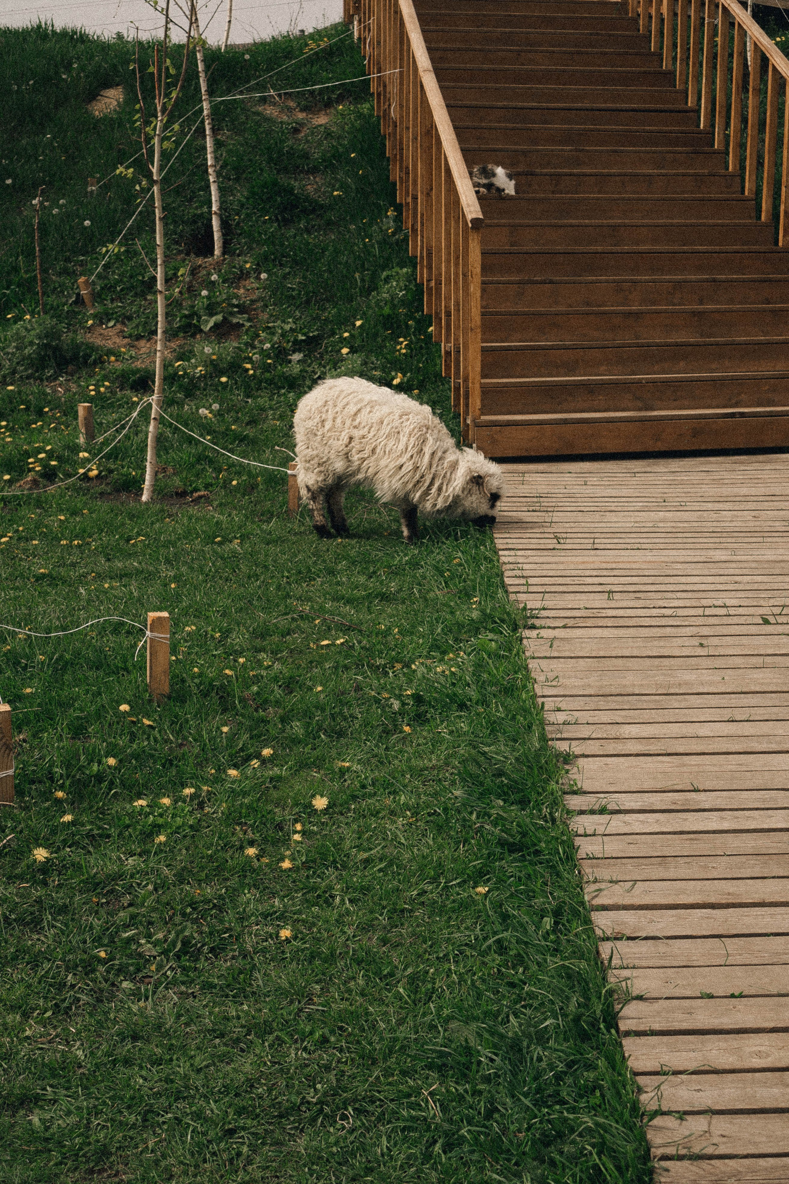 Ферма Альпак. Профессиональный фотограф, Санкт-Петербург — Виктория Богомолова