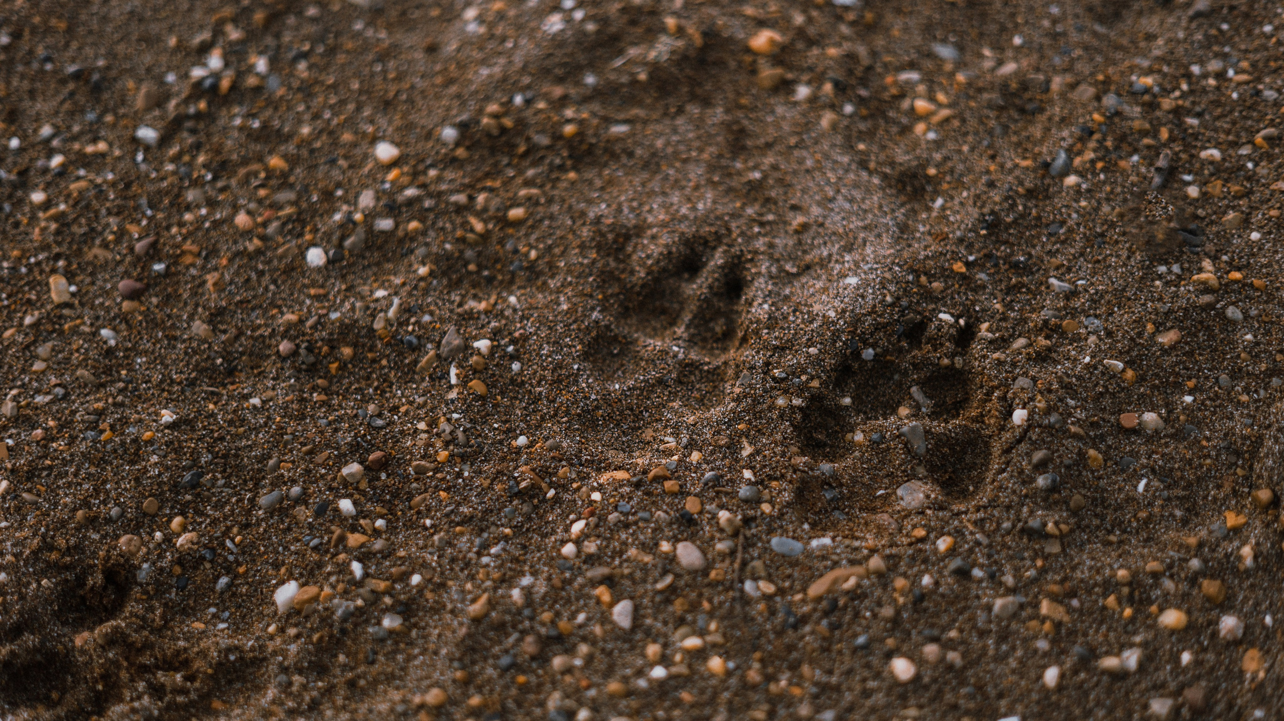 Настя и Бейда. Фотограф-анималист Богданова Полина