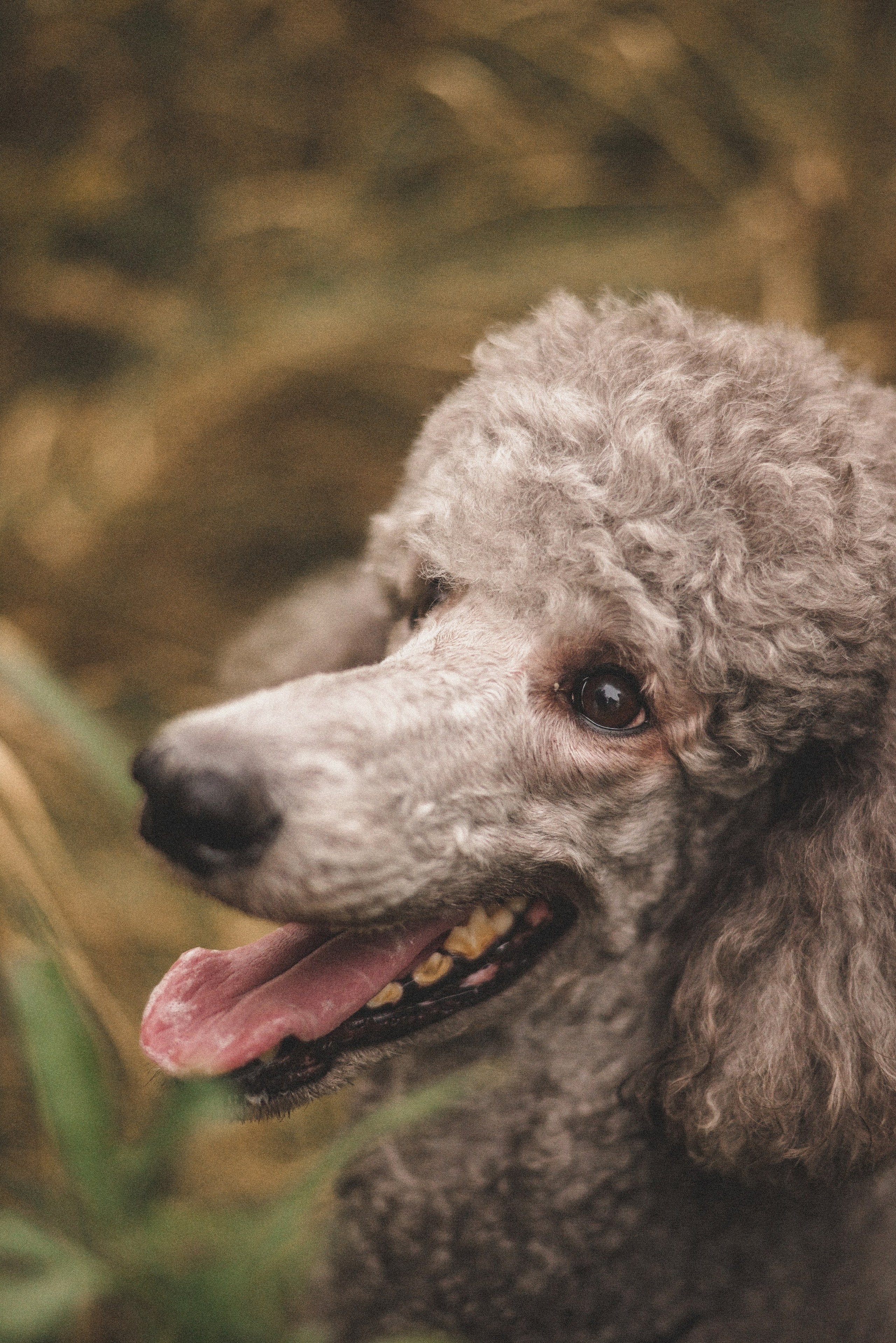 Алёна и Смоки. Фотограф-анималист Богданова Полина