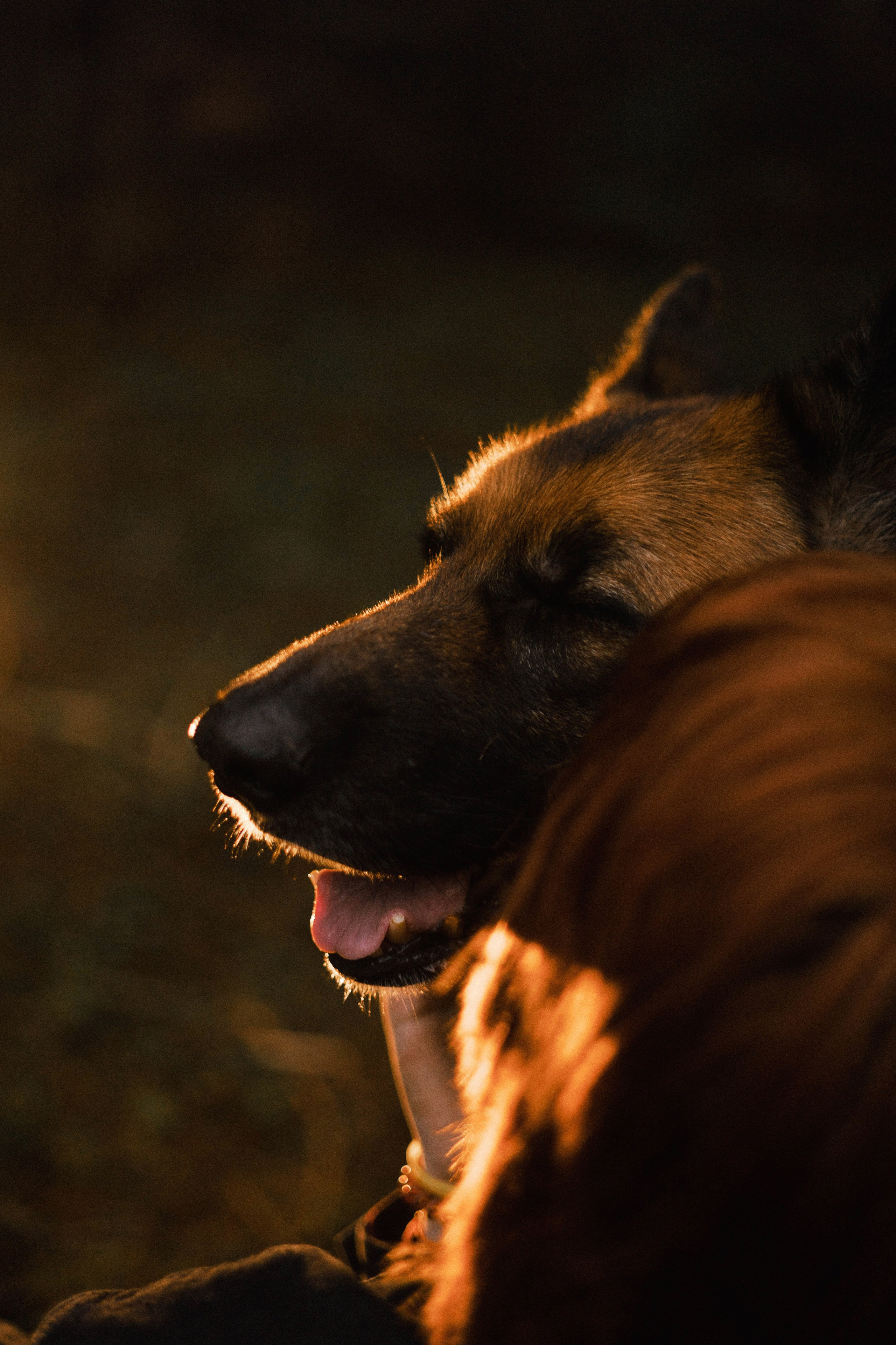 Лера и Ральф. Фотограф-анималист Богданова Полина