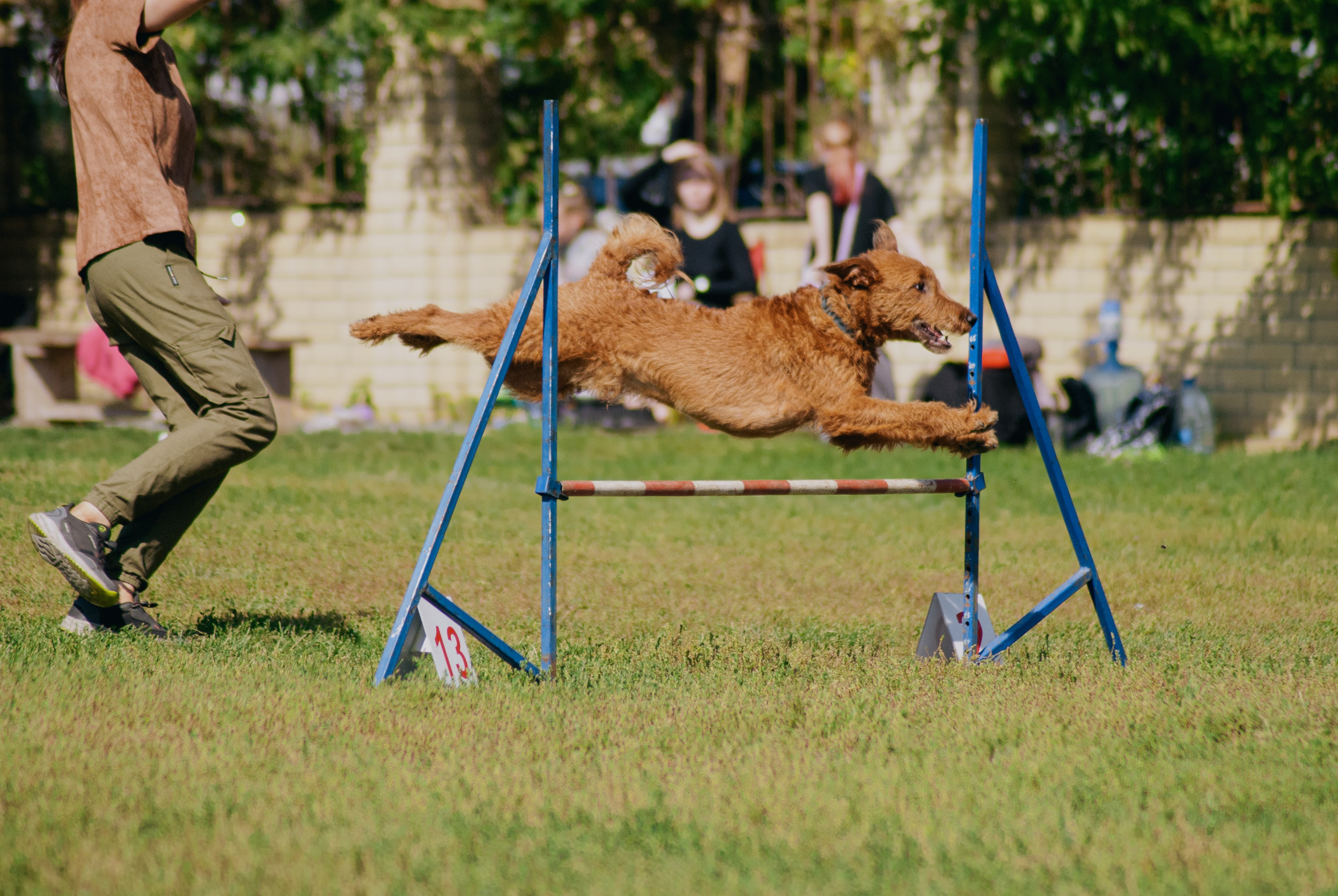 Аджилити. Фотограф в Тюмени Лизавета Сапицкая