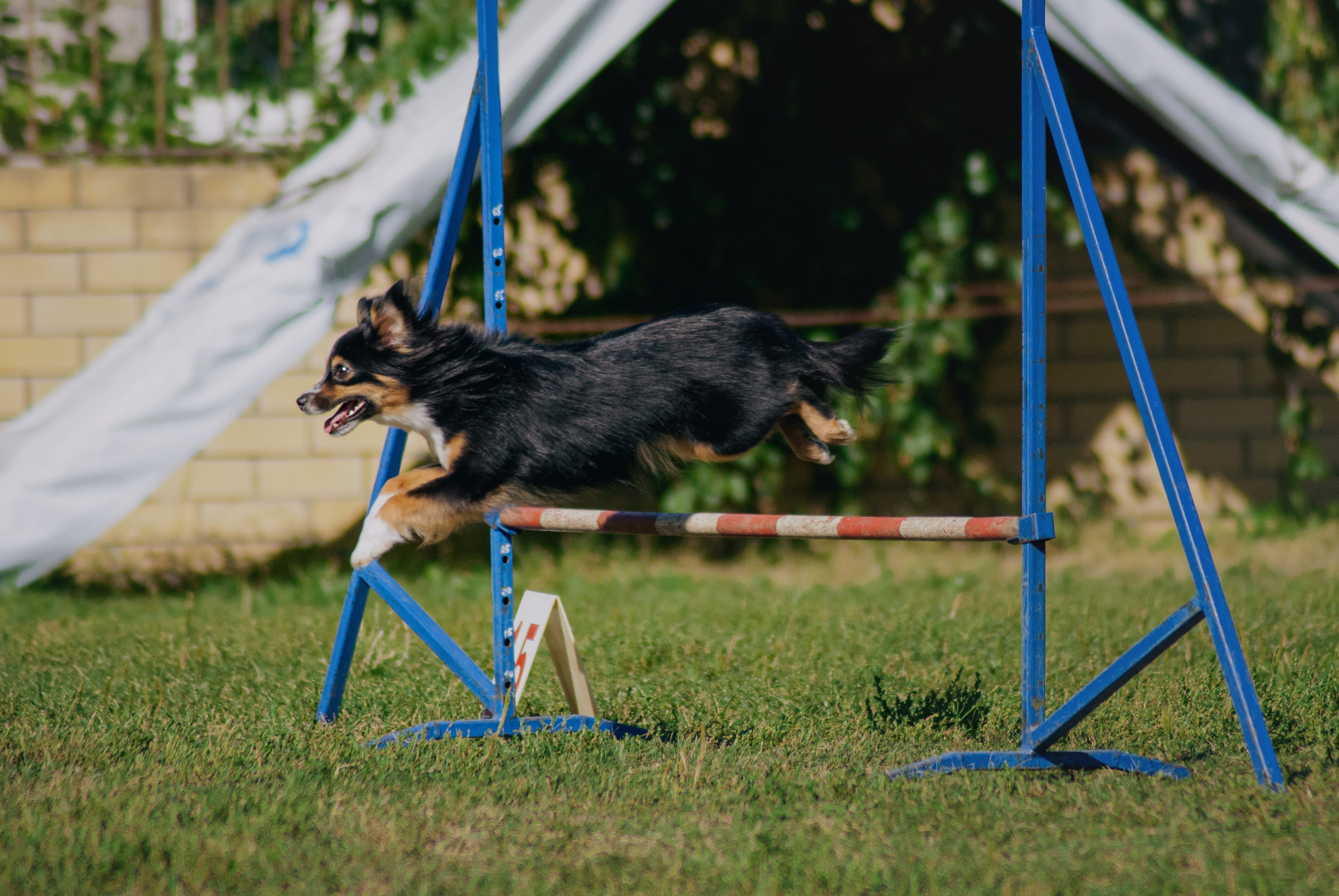 Аджилити. Фотограф в Тюмени Лизавета Сапицкая
