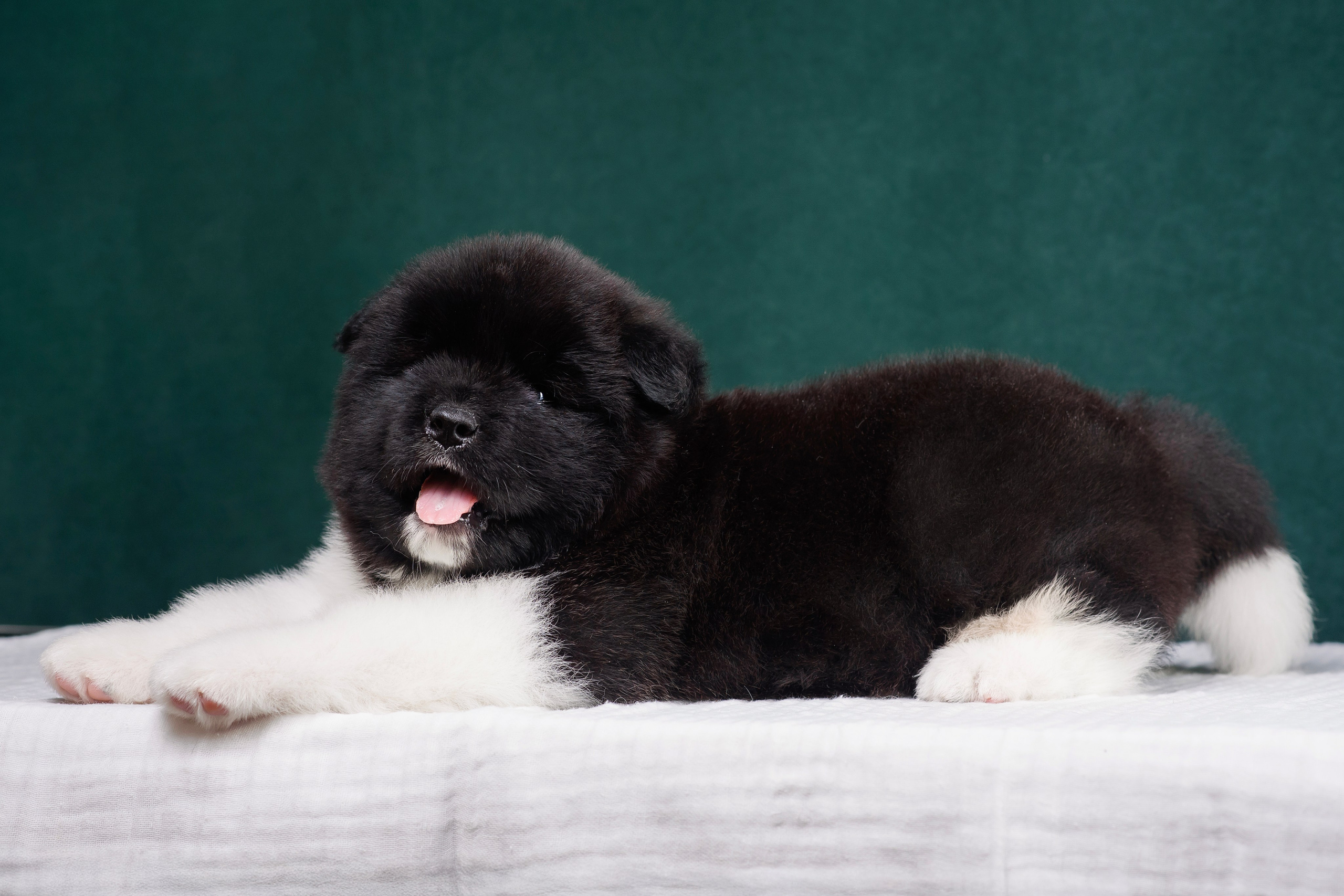 Щенки Американской Акиты. Фотограф — Анималист | Анна Абрамова