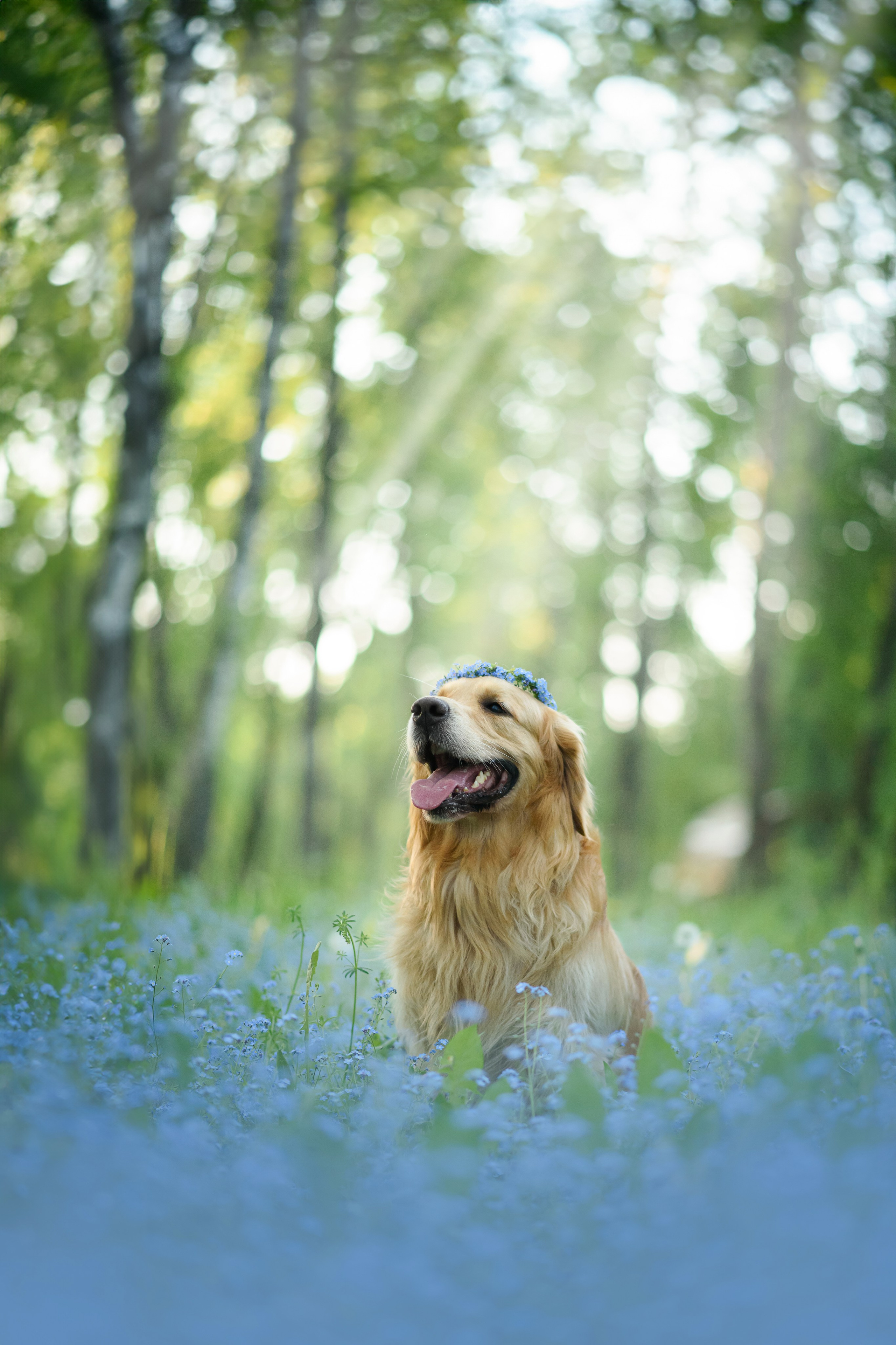 Степа, Йоки и Мята — 29.05.2024. Фотограф — Анималист | Анна Абрамова