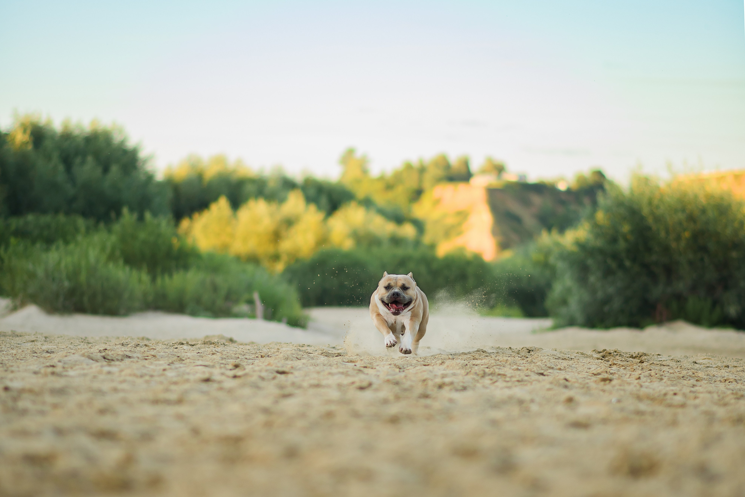 Тея — Амбулли — 23.07.2024. Фотограф — Анималист | Анна Абрамова