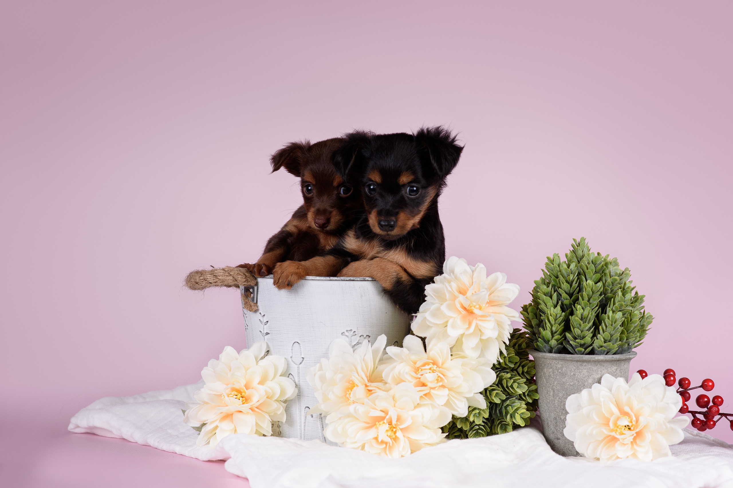 Щенки Пражских крысариков -13.04.2024. Фотограф — Анималист | Анна Абрамова