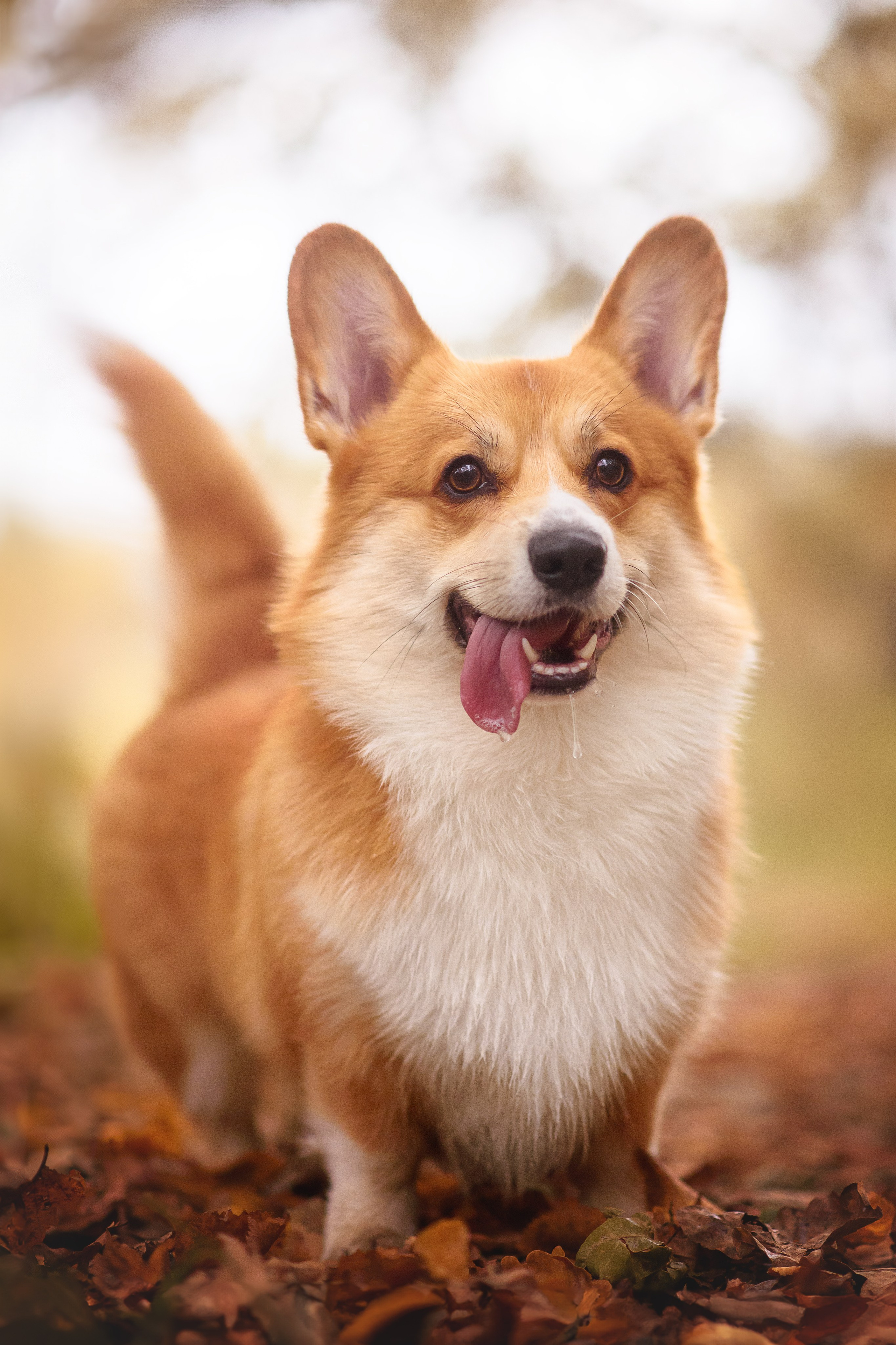 Женя и Феникс — 05.10.2024. Фотограф — Анималист | Анна Абрамова