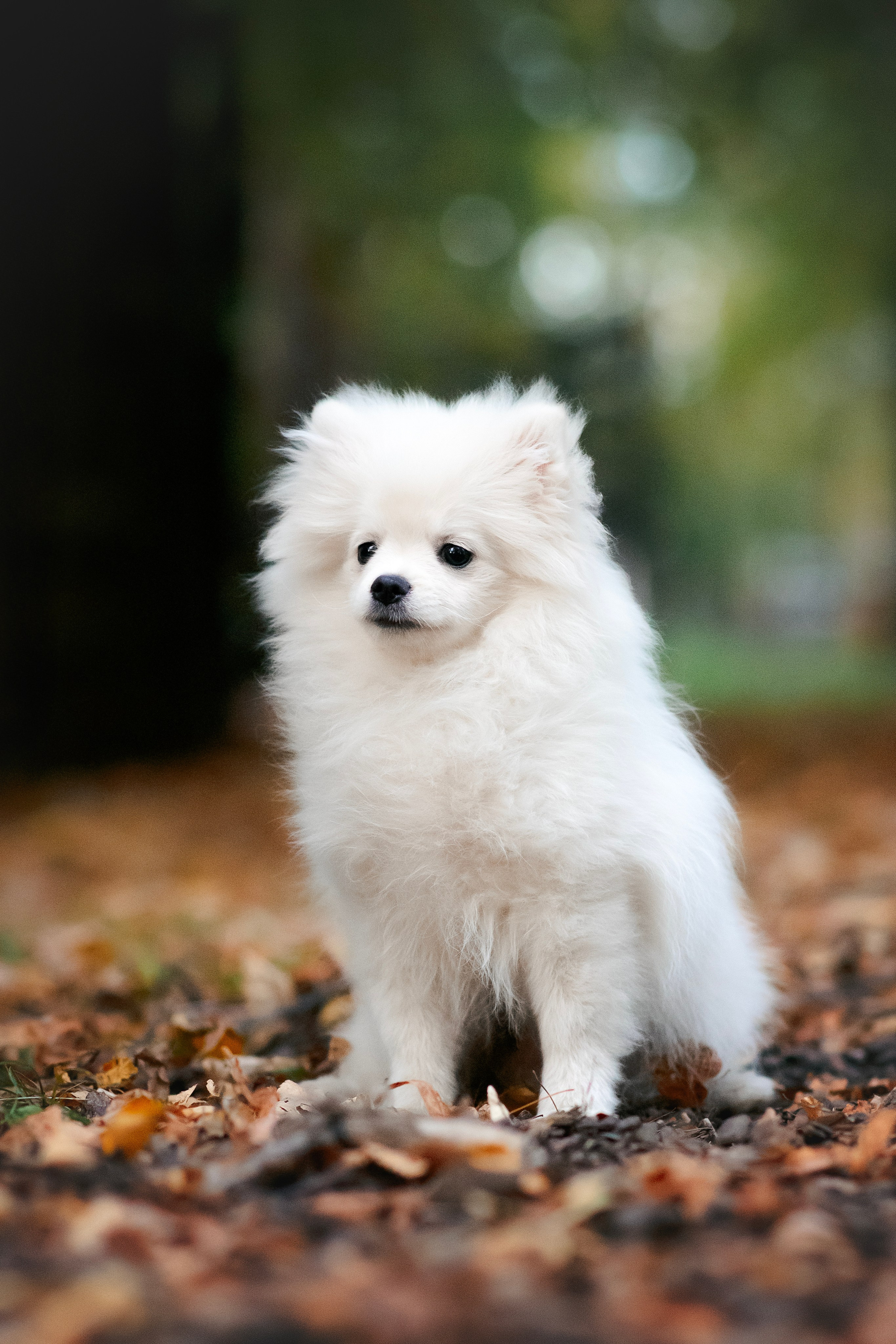 Малый немецкий шпиц — 18.09.2025. Фотограф — Анималист | Анна Абрамова